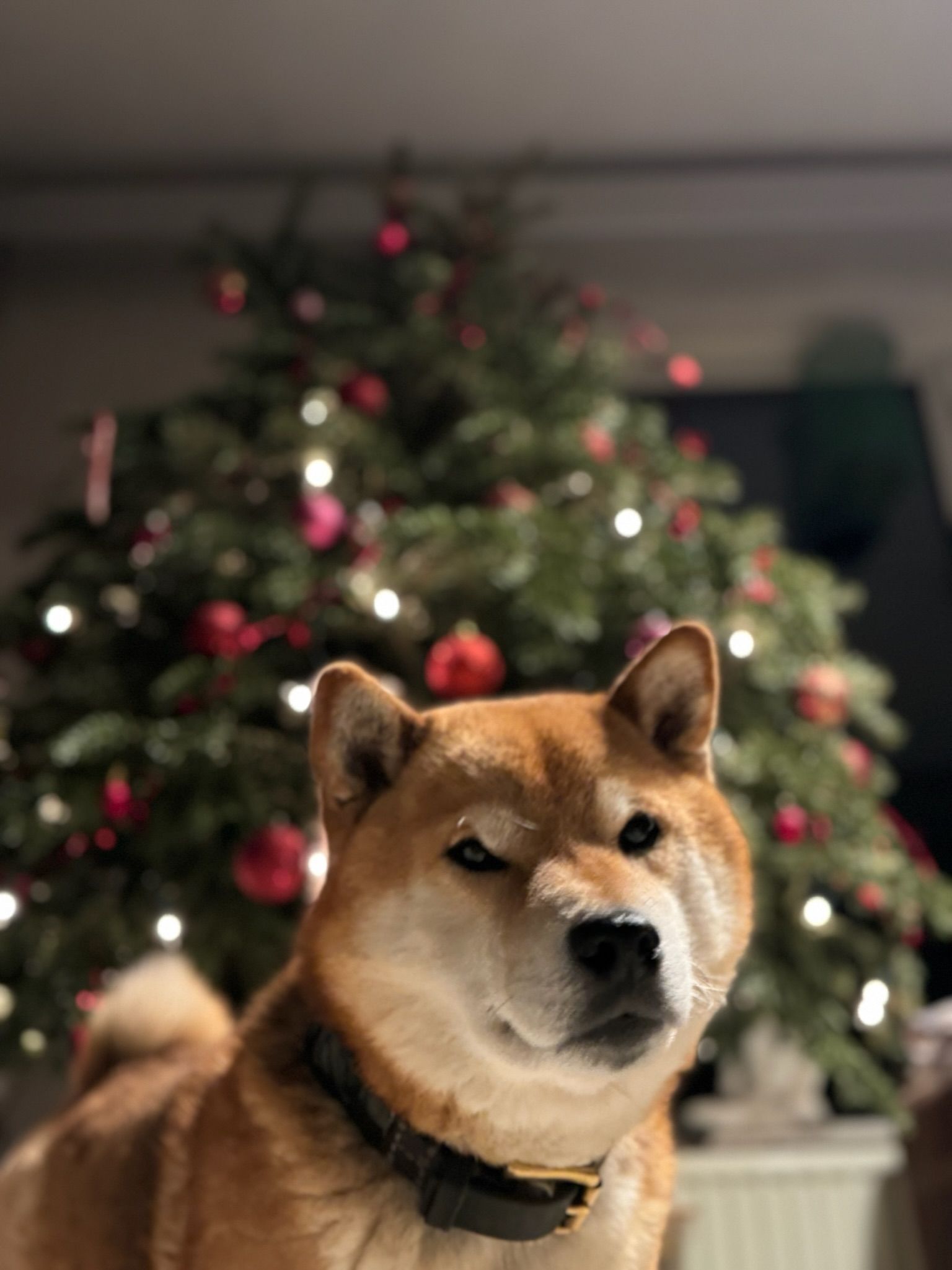 Shiba Inu dog in front of a Christmas tree, wearing a collar, looking at the camera with a squint.