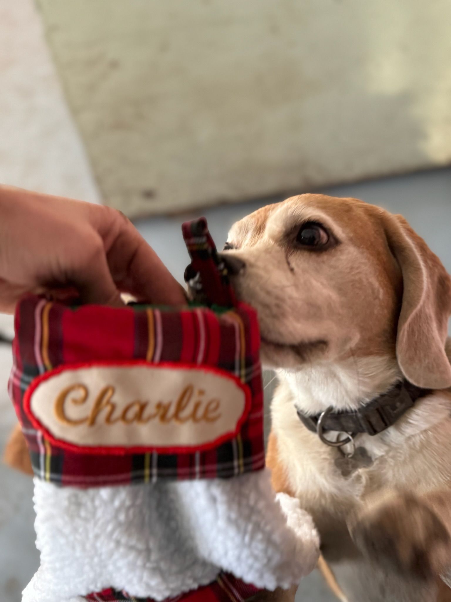 Beagle named Charlie sniffs a Christmas stocking held by a hand. The stocking is red plaid with the name 