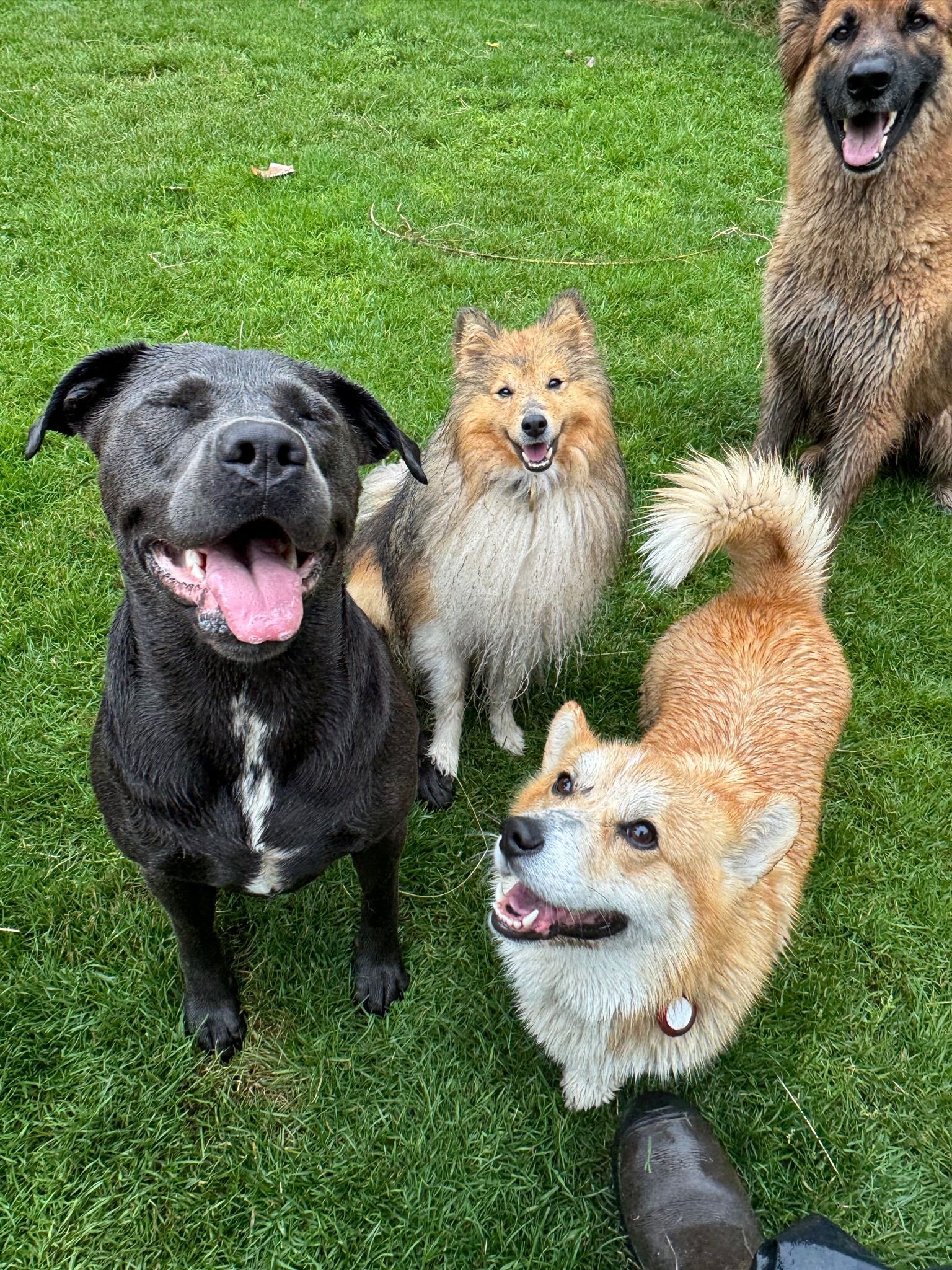 Four wet dogs on green grass, smiling. Black dog with white chest, tan corgi, fluffy brown dog, and a dog with tan and white fur.