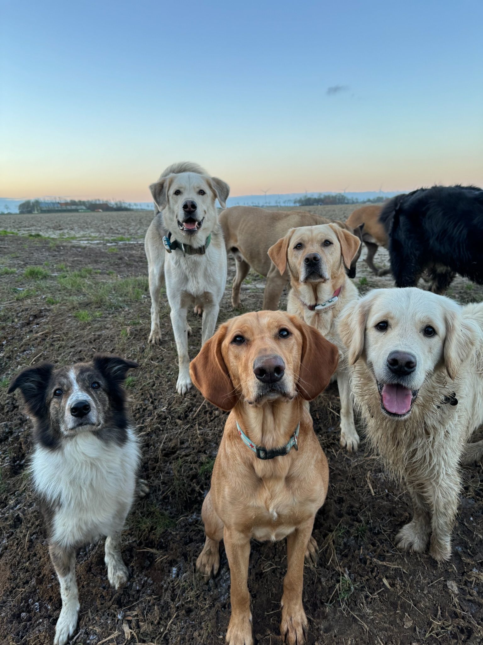 Six dogs outdoors, looking at camera. Some are smiling; the setting is a grassy area at dusk.