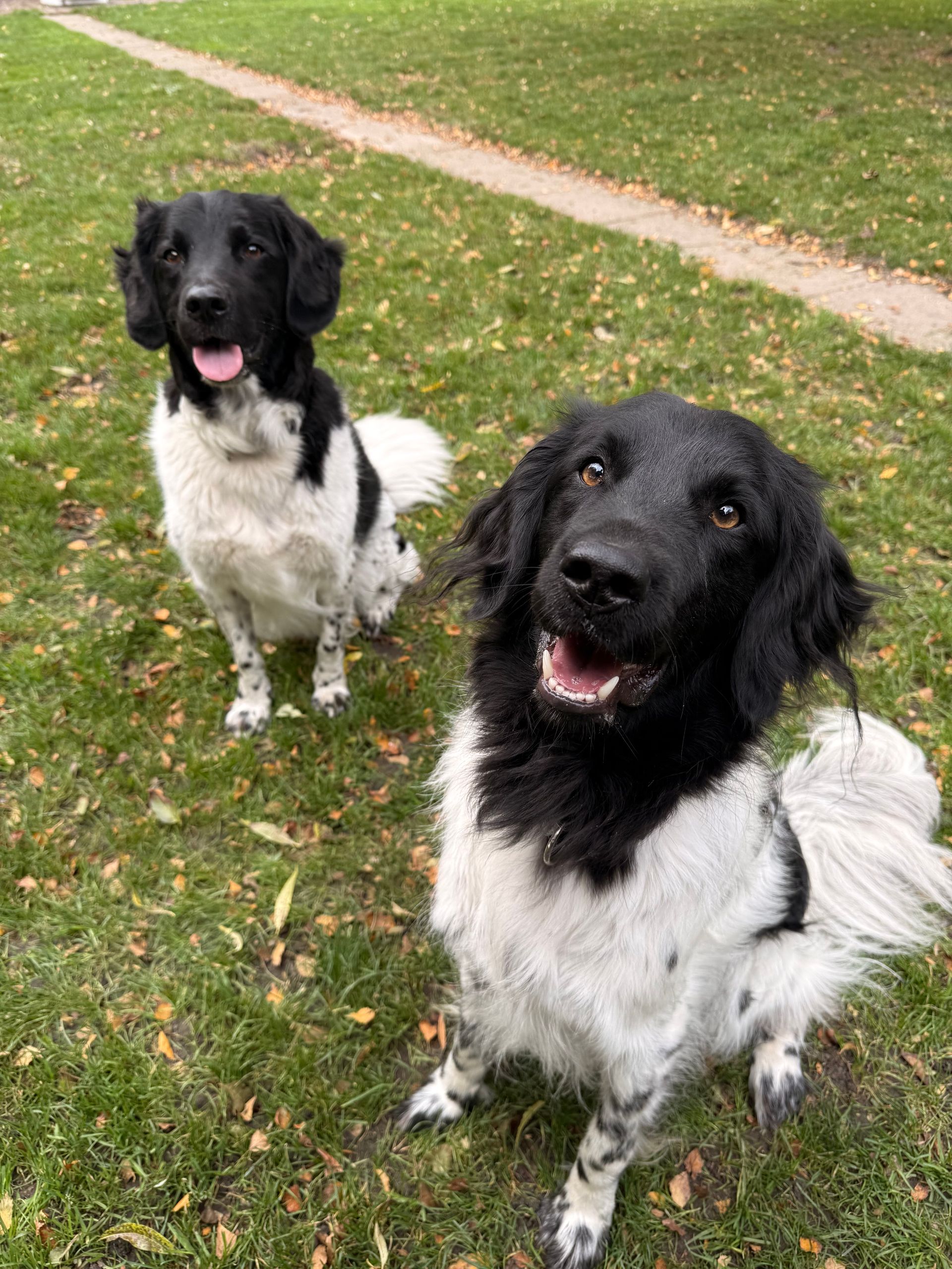 Two black and white dogs sitting in grass with open mouths, possibly panting.