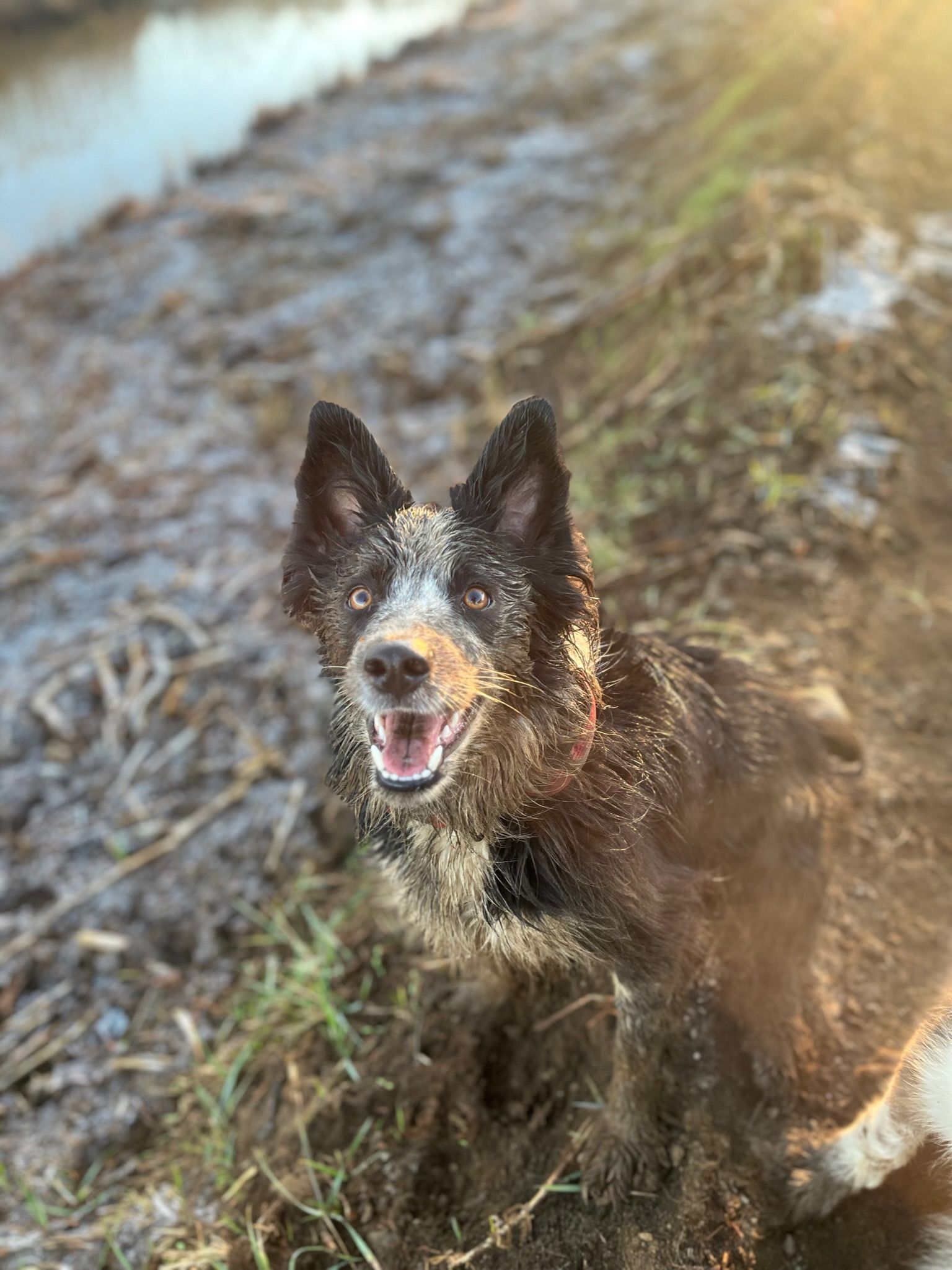 A muddy dog with black and white fur smiles by a muddy bank.