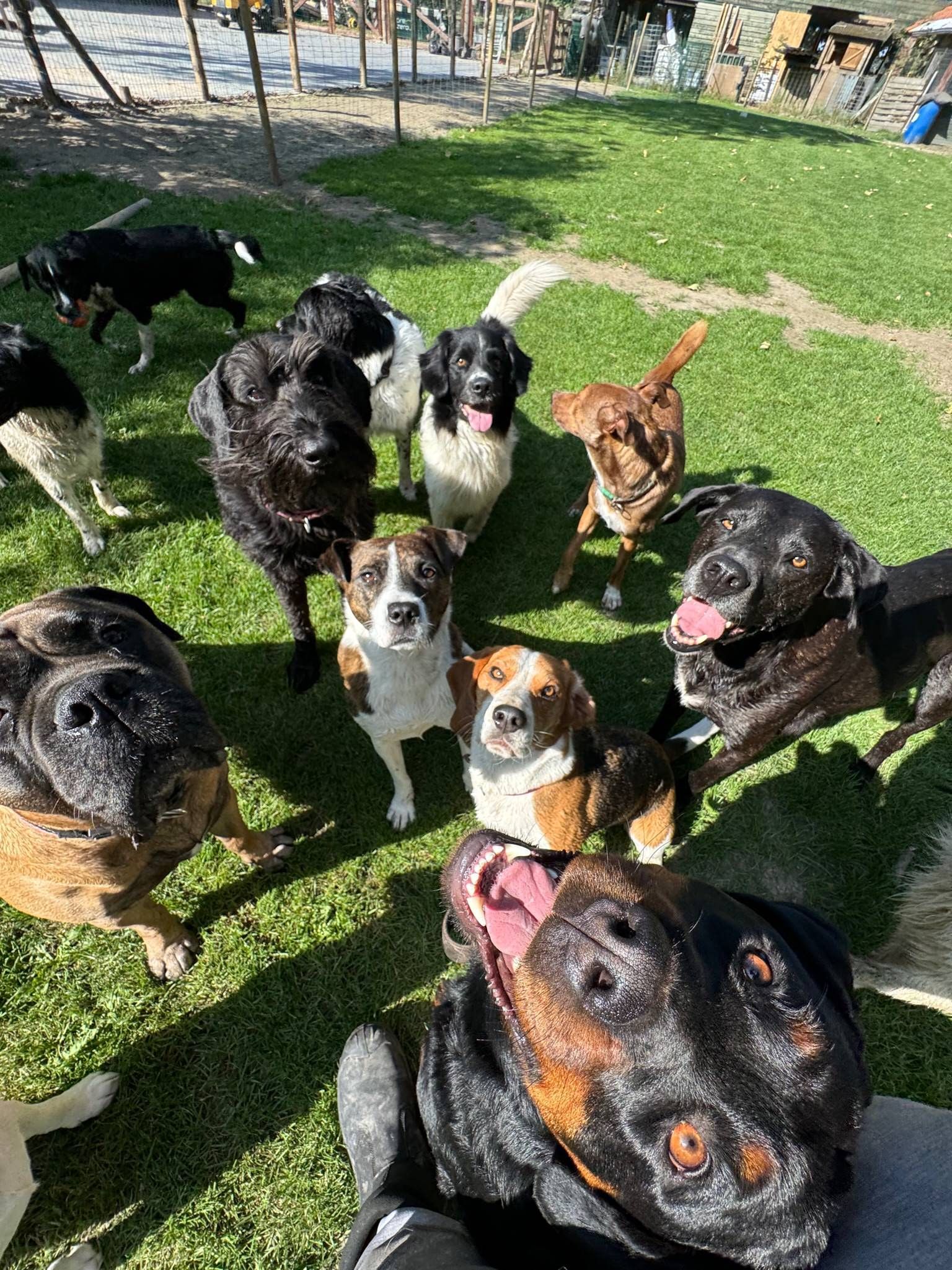 A group of dogs looking up at the camera on a grassy area, some with wet fur.