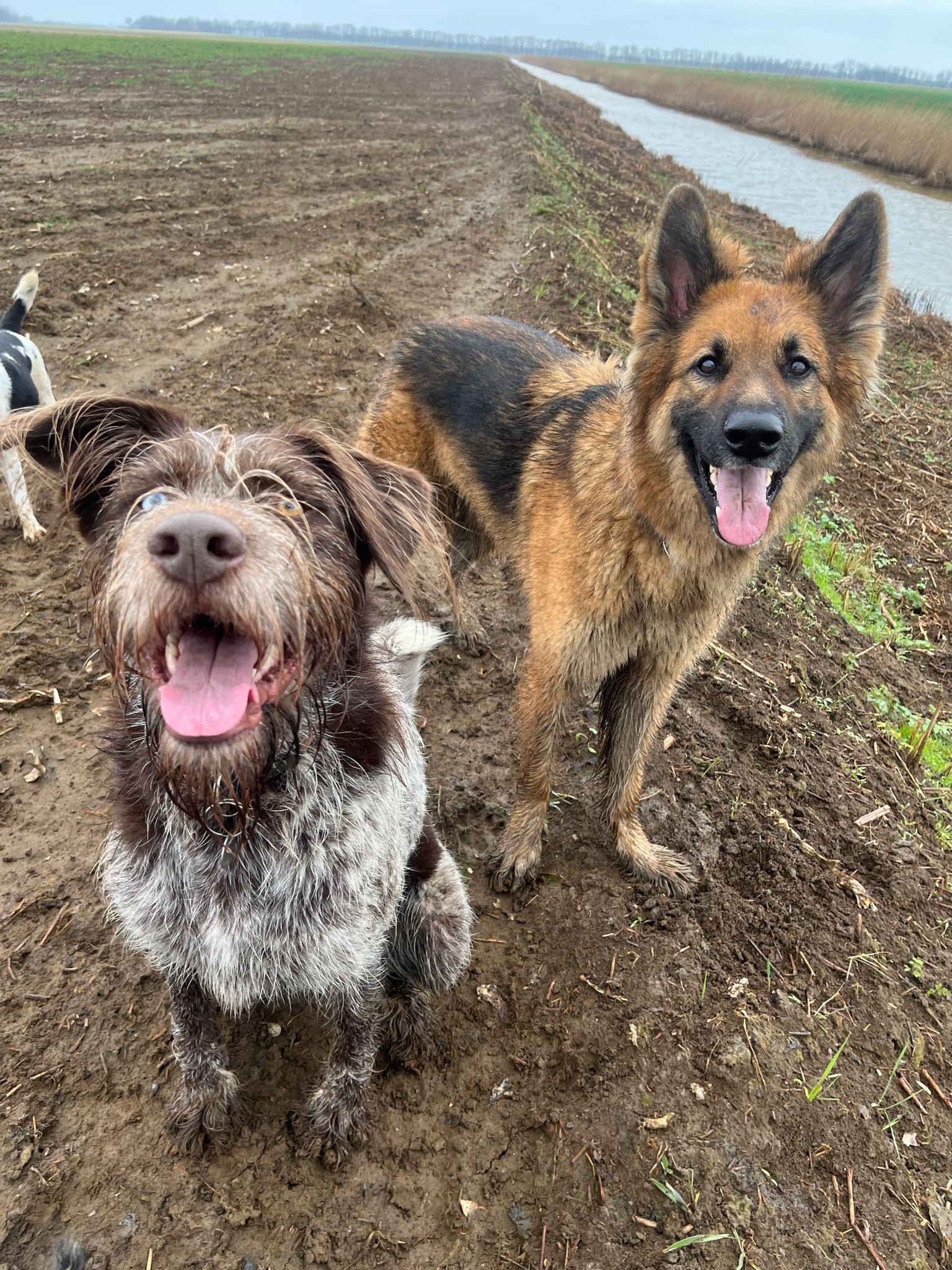 Two dogs, one brown and white wire-haired, one black and tan German Shepherd, smile in a muddy field.