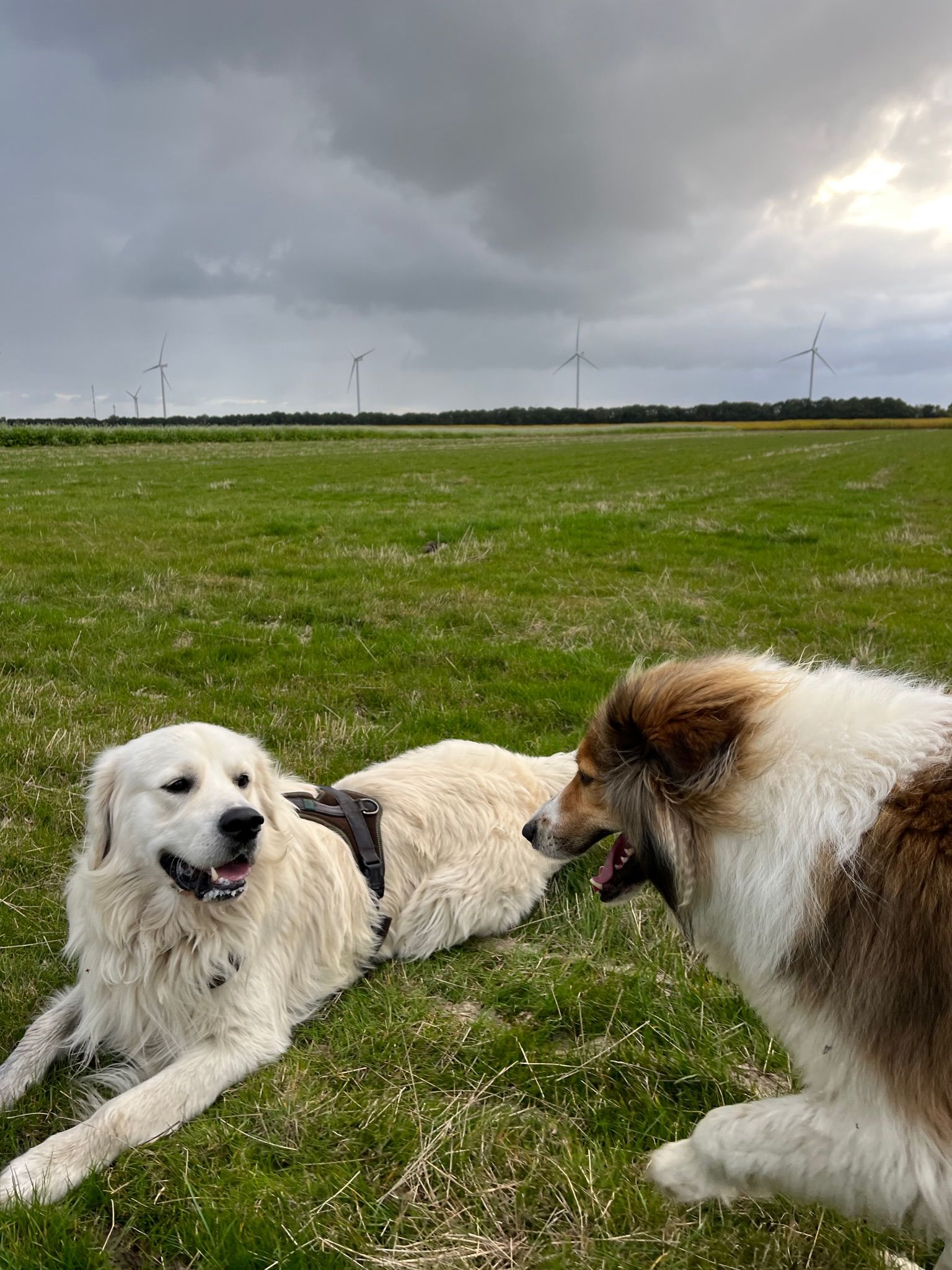 Two dogs in a green field under a cloudy sky. One white dog lies down, the other brown and white stands.