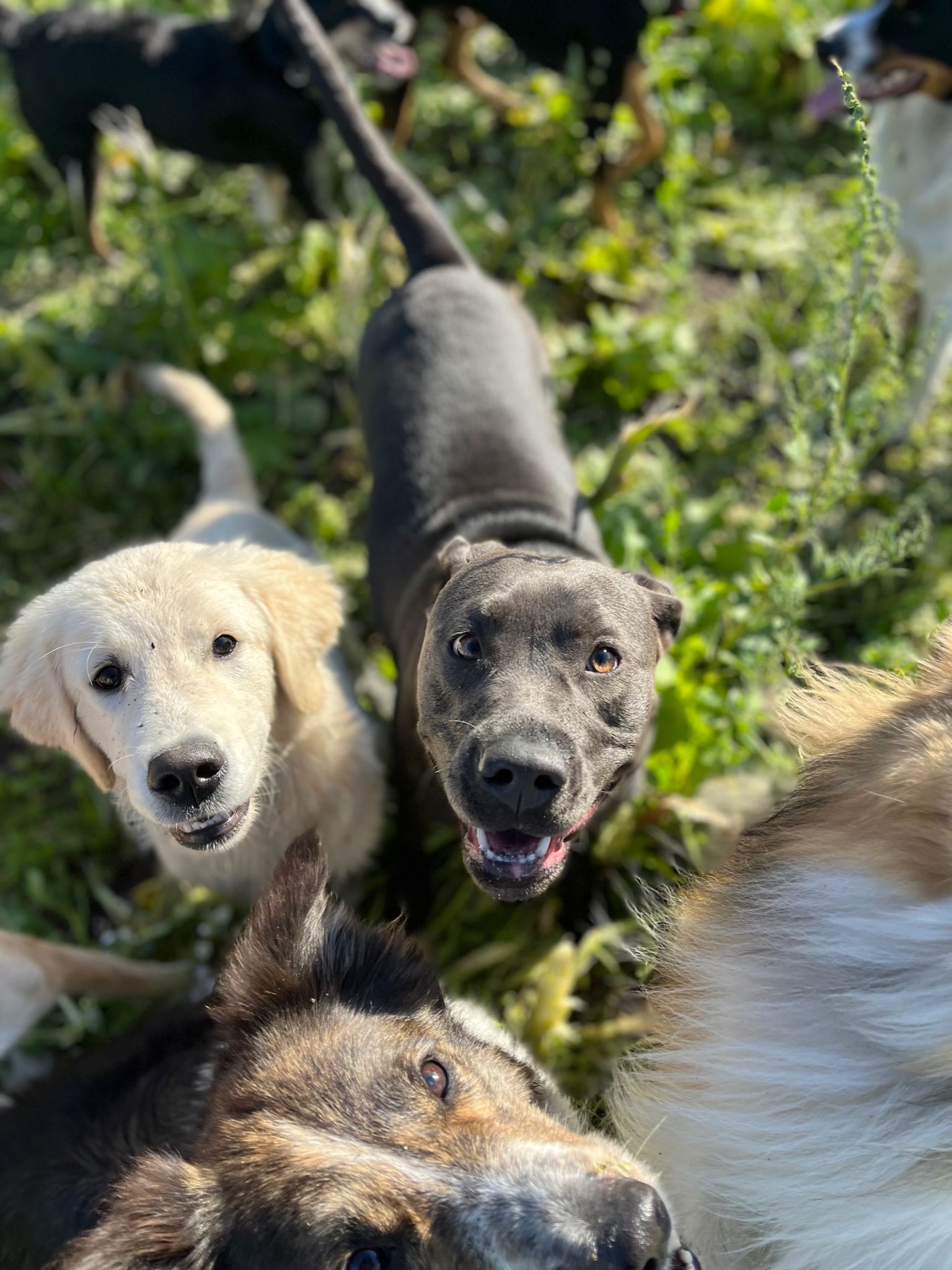 Group of dogs looking upwards; two in focus: white and dark brindle with open mouths, green grass background.