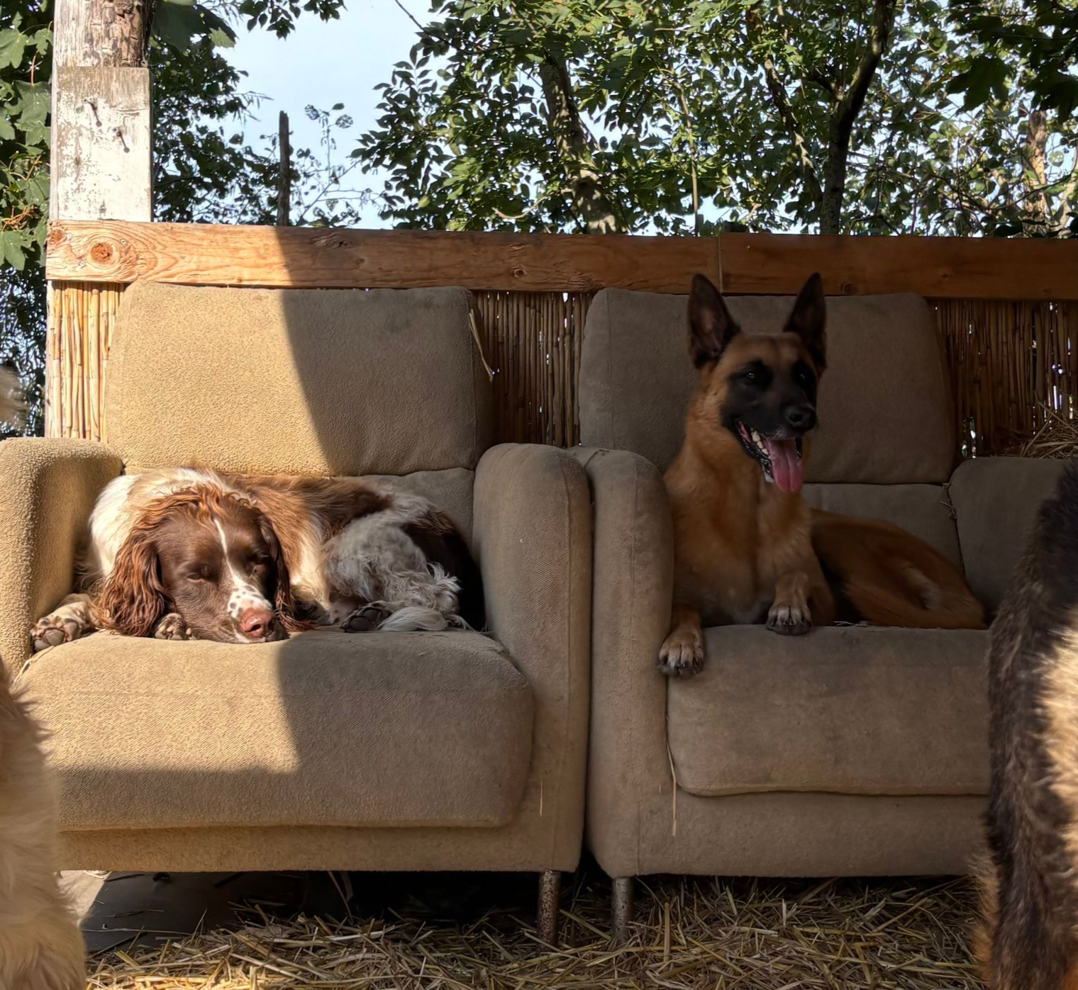 Two dogs lounging on a beige couch outdoors: a sleeping Springer Spaniel and a brown Belgian Malinois panting happily.