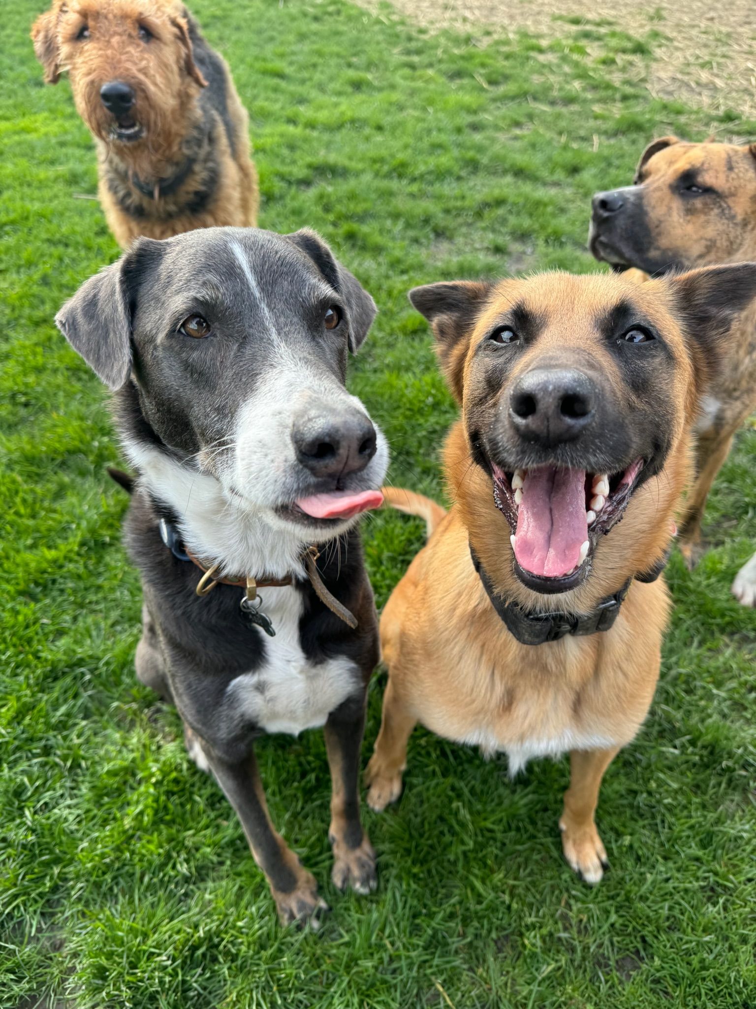 Four happy dogs in green grass, one sticking out its tongue.