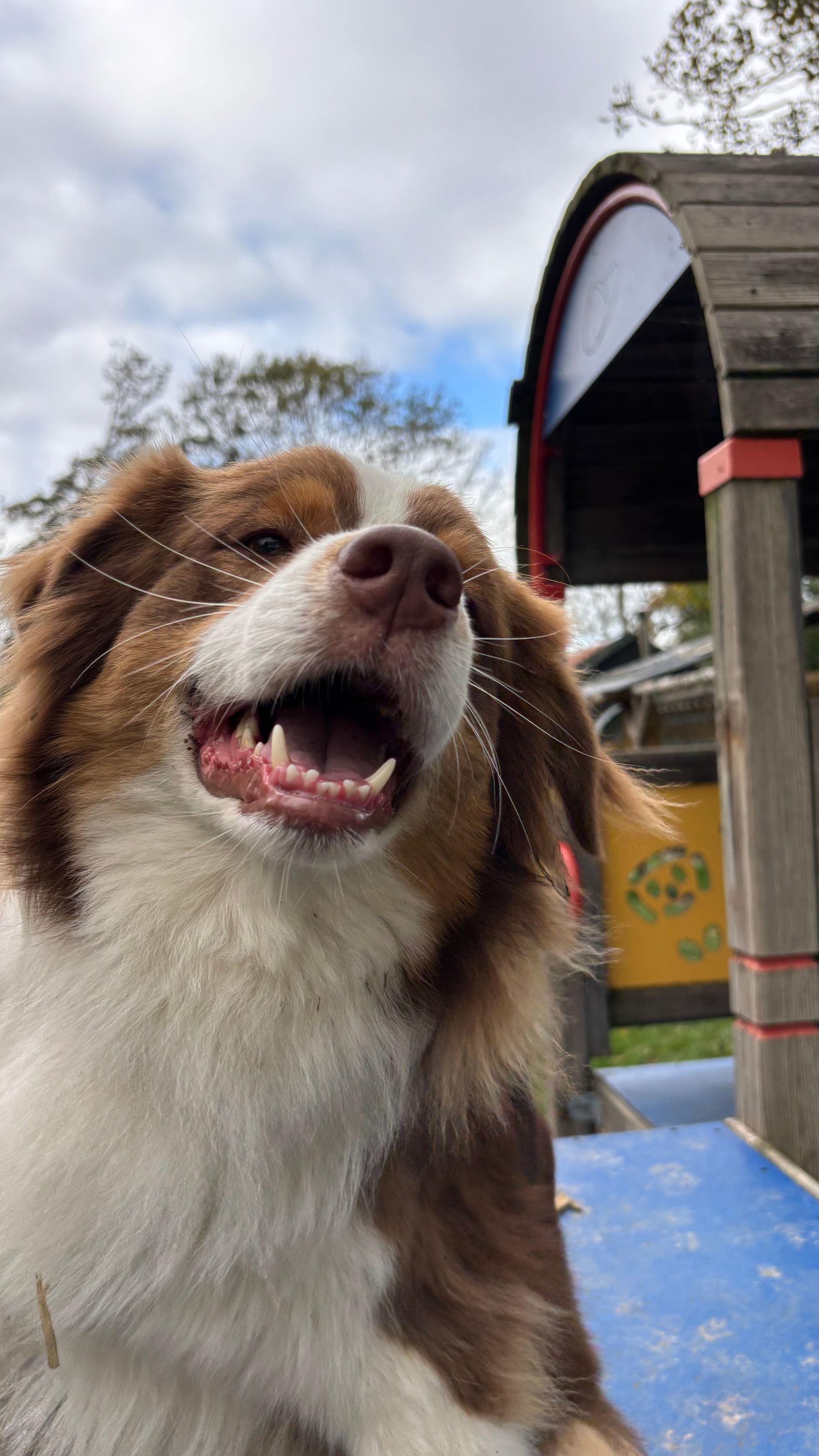 Brown and white dog with open mouth and pink nose, outdoors near a playground.