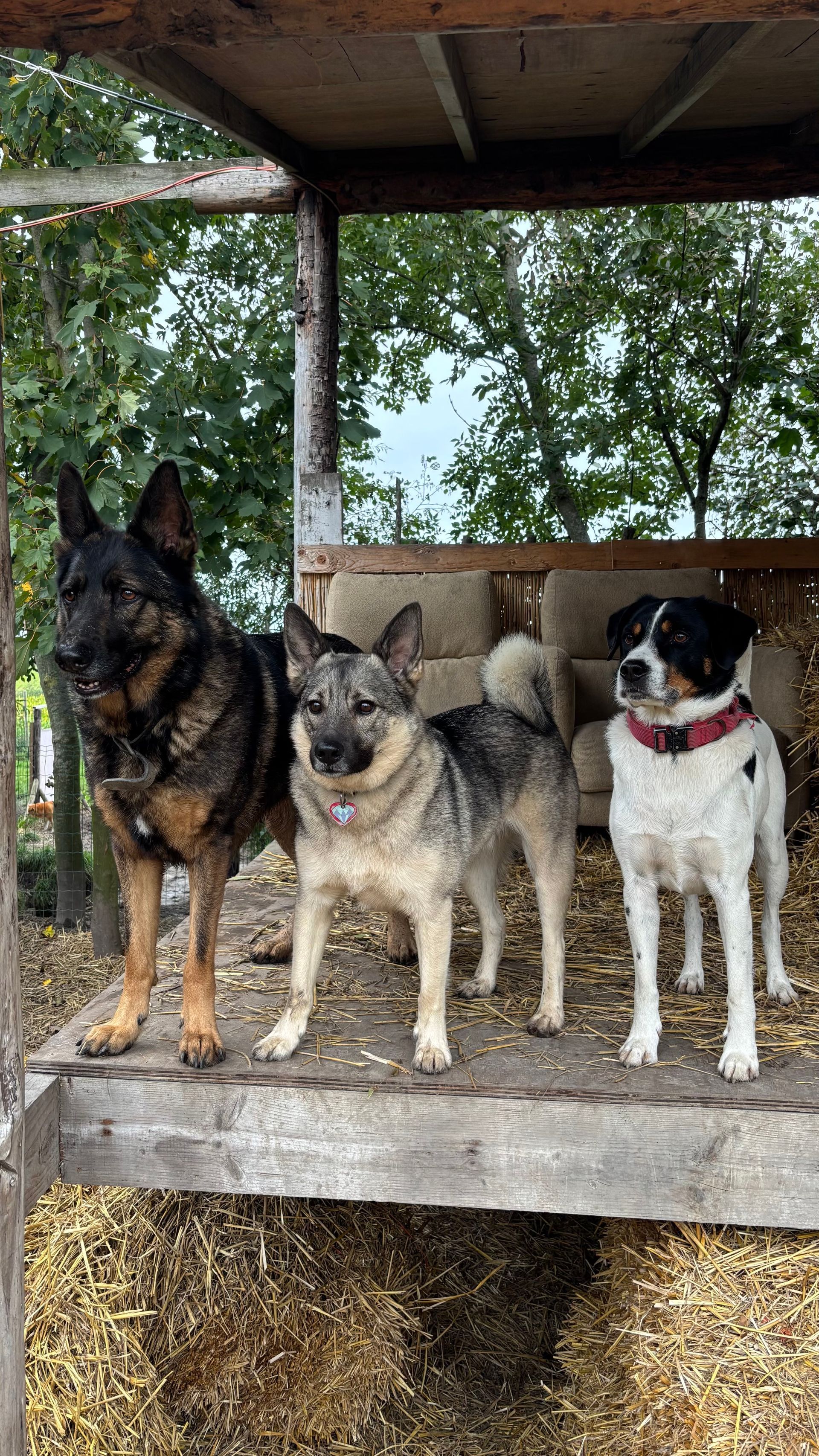 Three dogs stand side-by-side on hay bales under a wooden structure. A German Shepherd, a grey Elkhound, and a spotted dog.