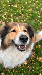 A smiling, fluffy dog with brown, white, and black fur, covered in white specks, sits on green grass with fall leaves.