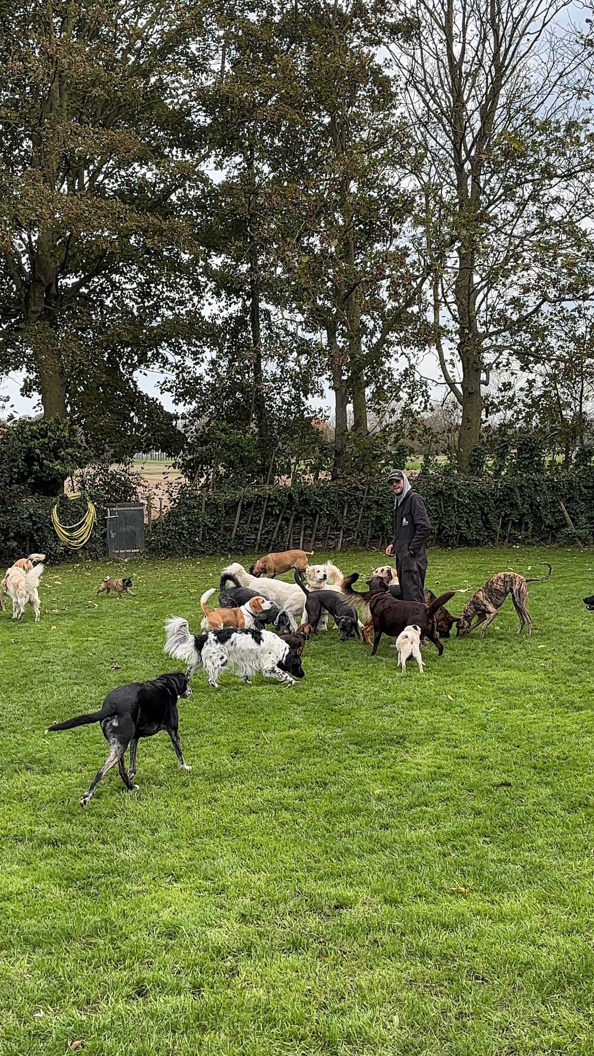 Person surrounded by a group of dogs on a grassy lawn; trees in the background.