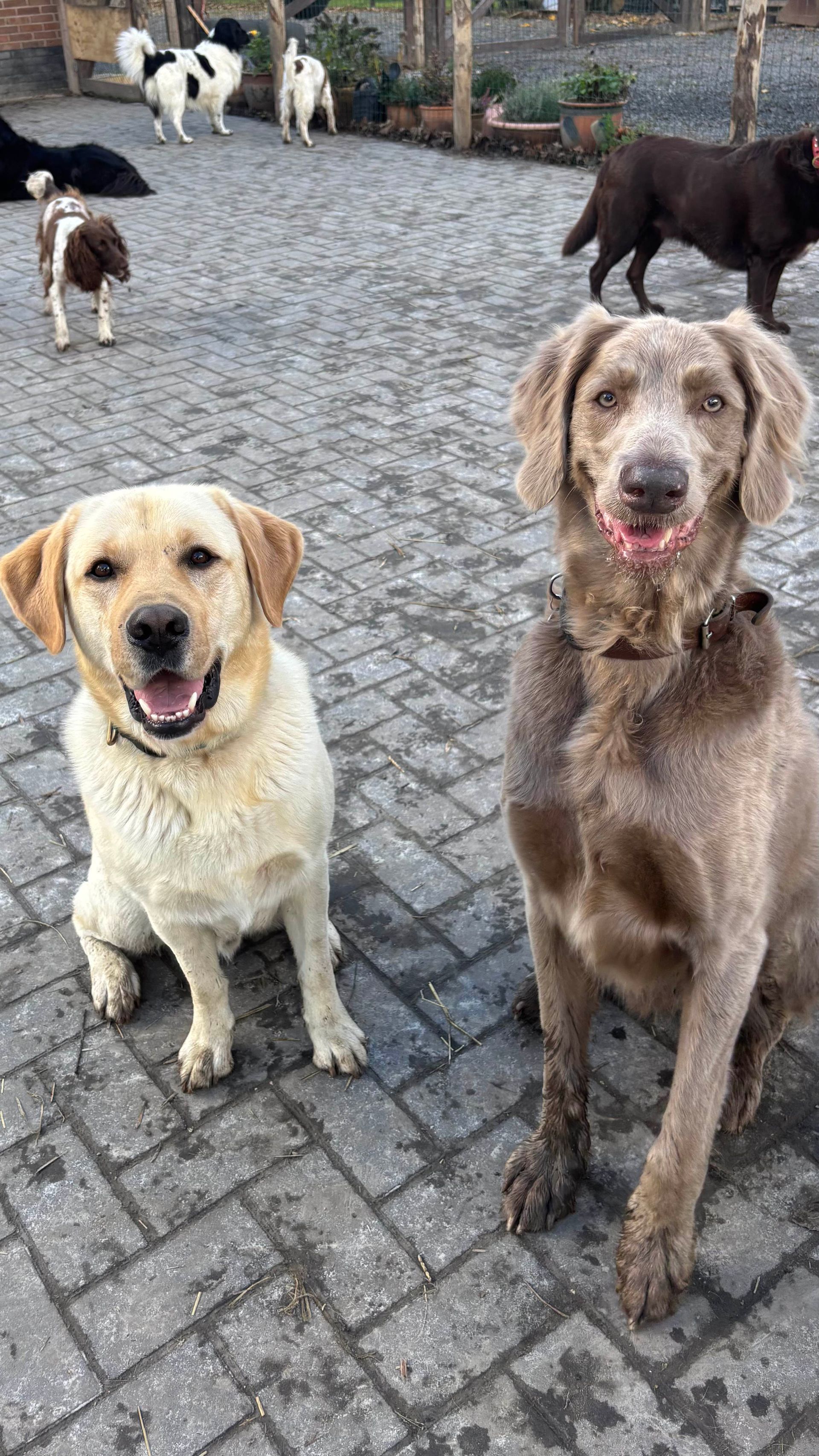 Two dogs smiling, sitting on a brick patio. A yellow lab and a gray dog. Other dogs in background.