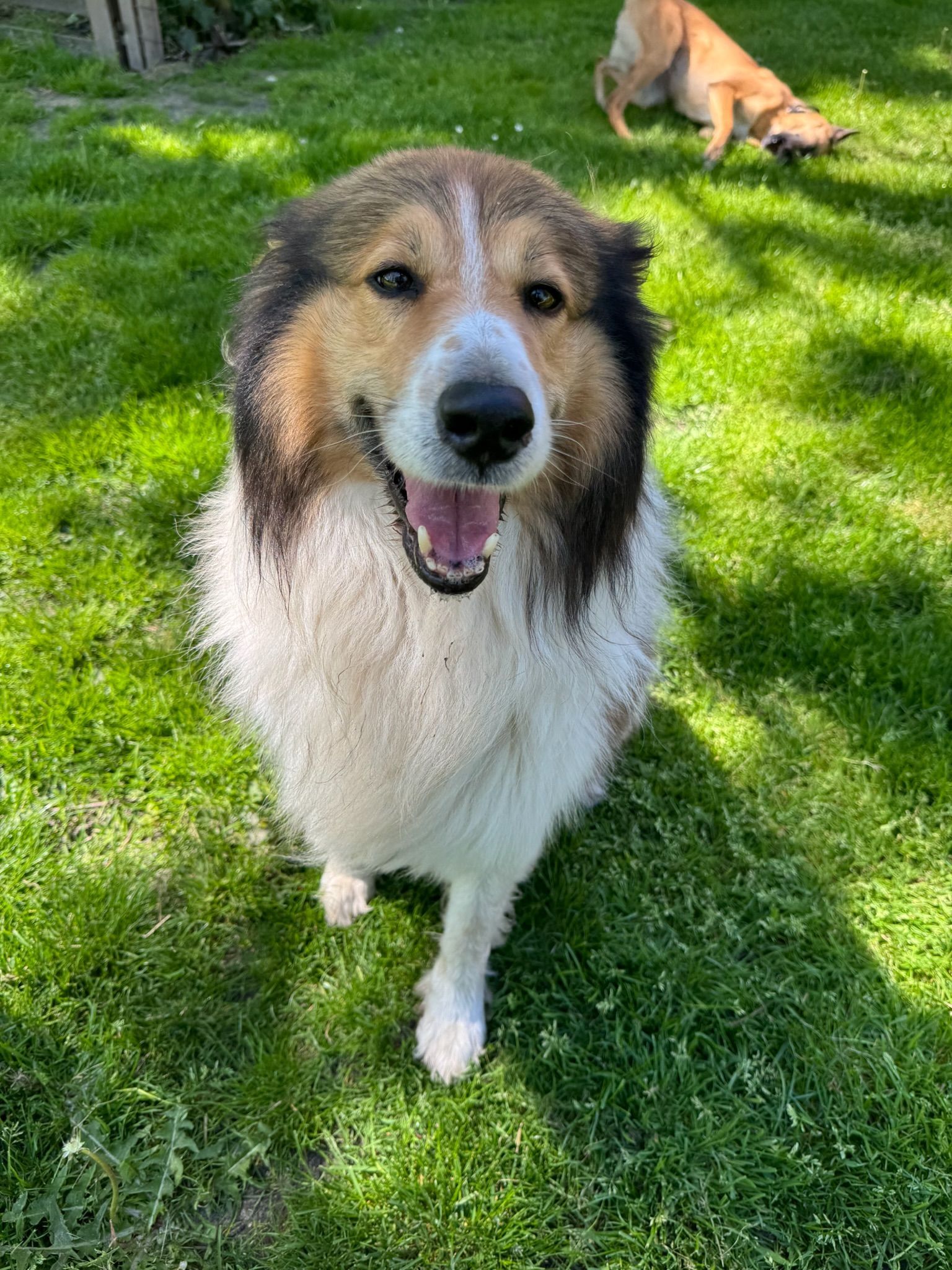 Happy, fluffy dog with brown and white fur sitting on green grass.
