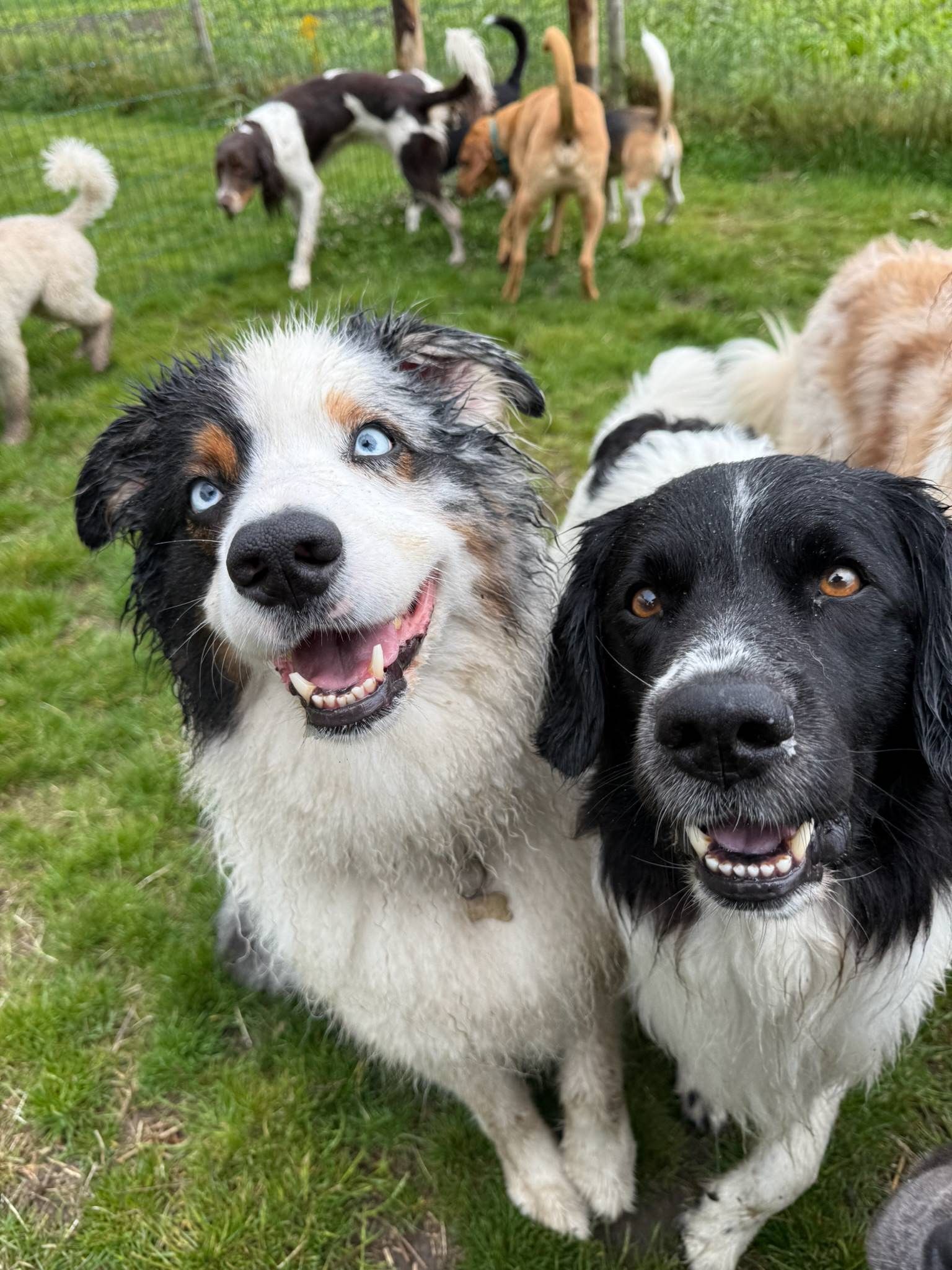 Two smiling dogs with other dogs in a grassy outdoor pen. One dog has blue eyes and the other has a black face.