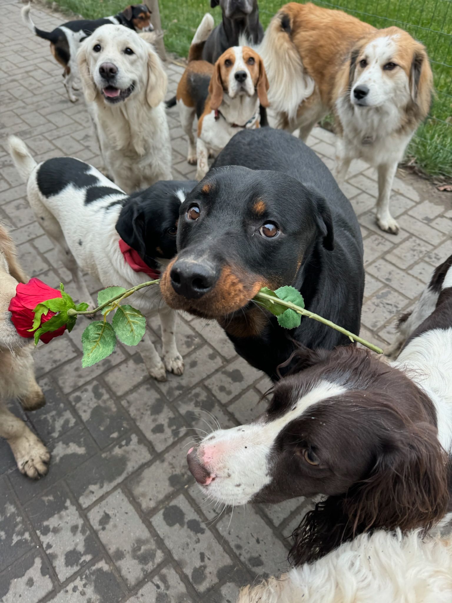 A black dog holds a red rose in its mouth, surrounded by other dogs on a paved area.