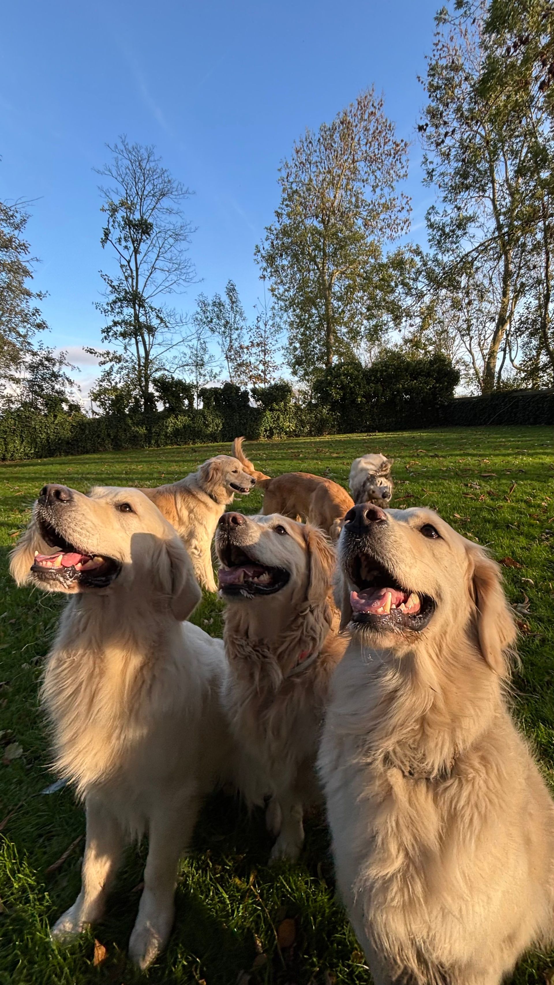 Golden retrievers in a grassy field, looking upwards with happy expressions under a blue sky.