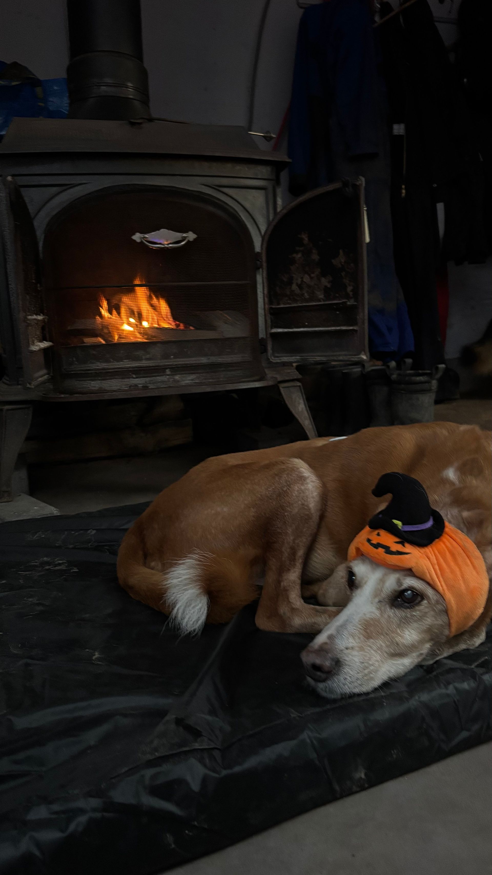 Dog wearing a pumpkin hat, lying on a mat in front of a lit fireplace.