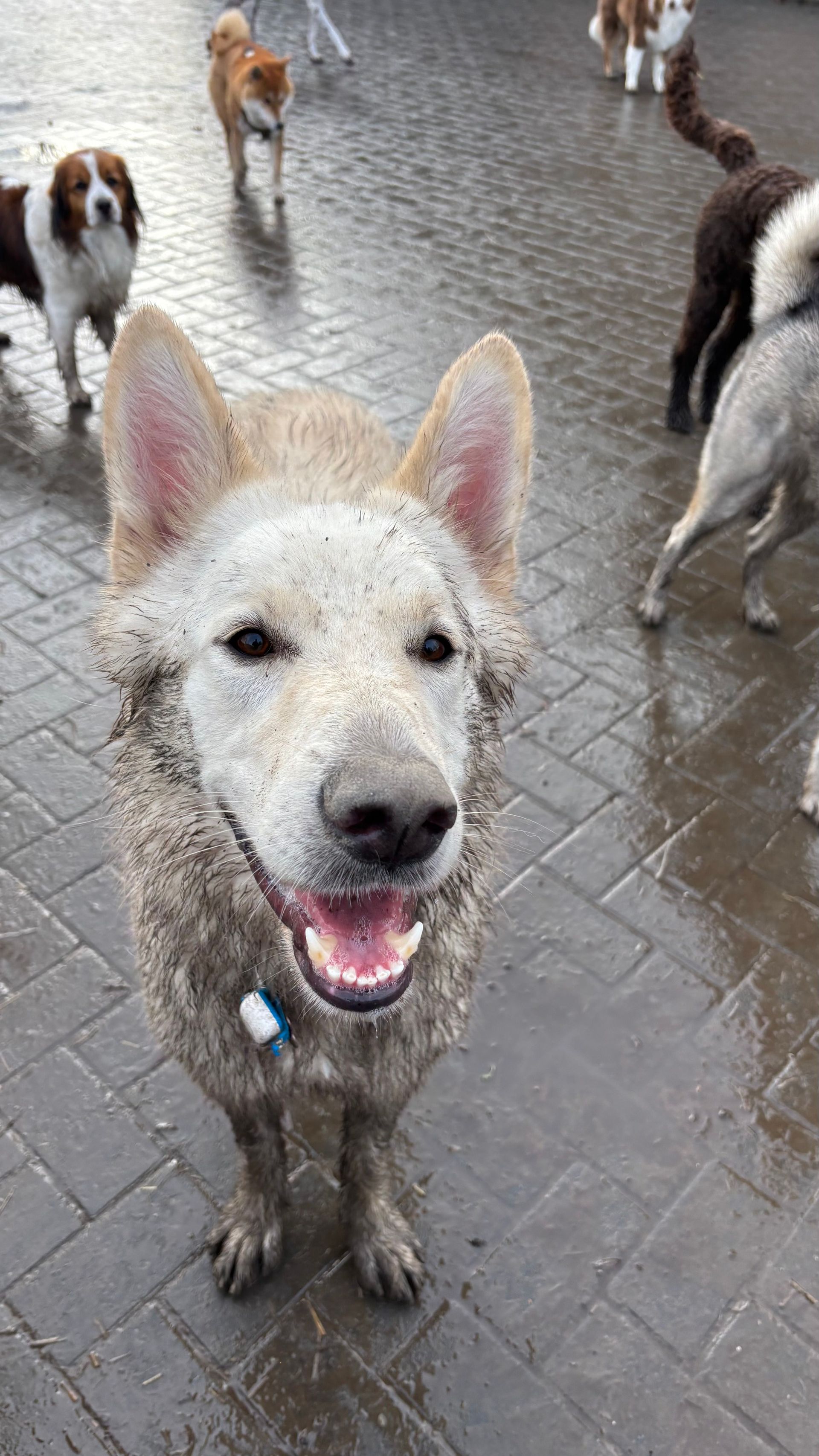 Dog covered in mud, smiling, in a dog park with other dogs.