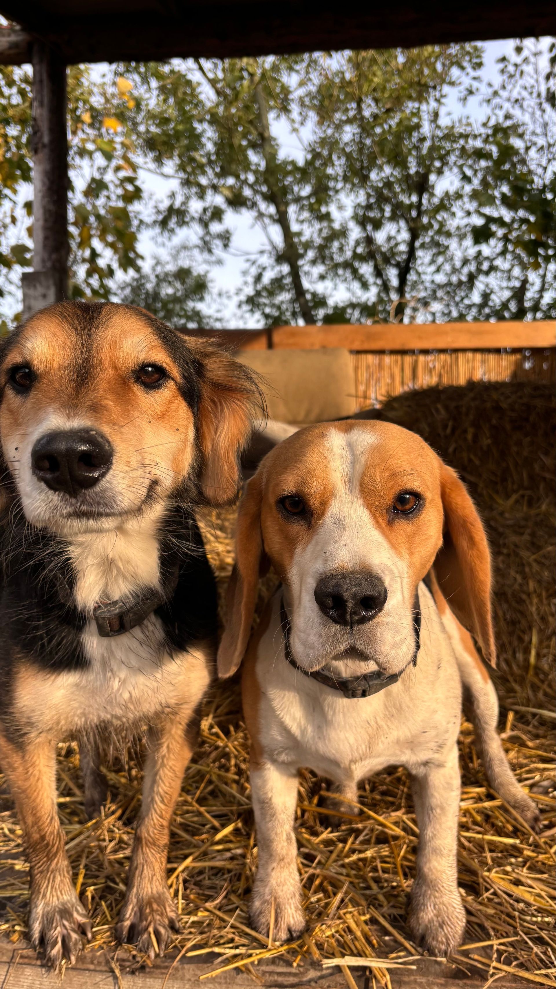 Two dogs smiling in a hay-filled pen; one is a beagle, the other has brown and black fur.