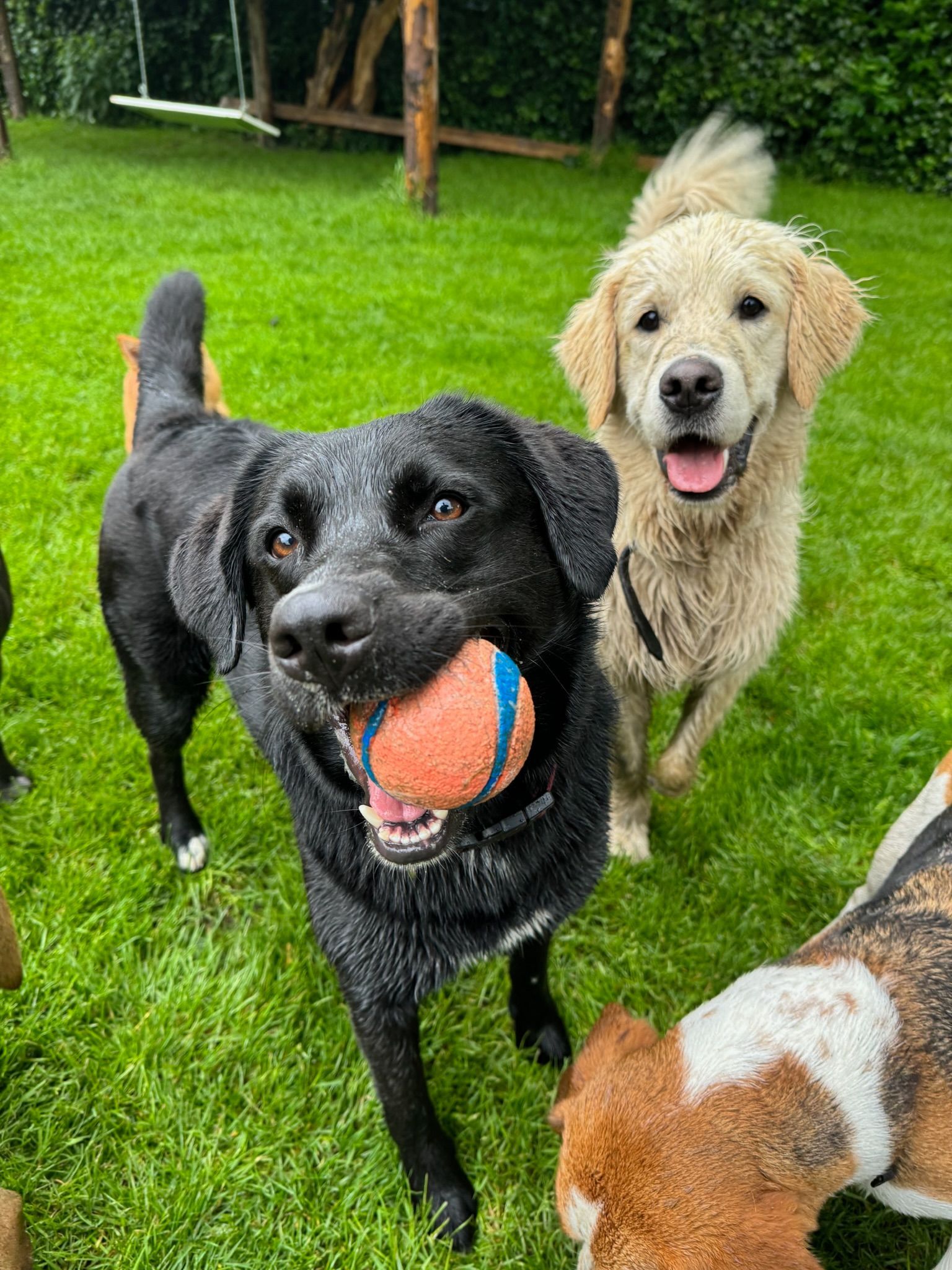 Black lab holding a ball, golden retriever smiling behind, dogs on green grass.