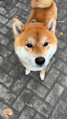 Shiba Inu dog with orange and white fur, looking up with a neutral expression on a brick path.