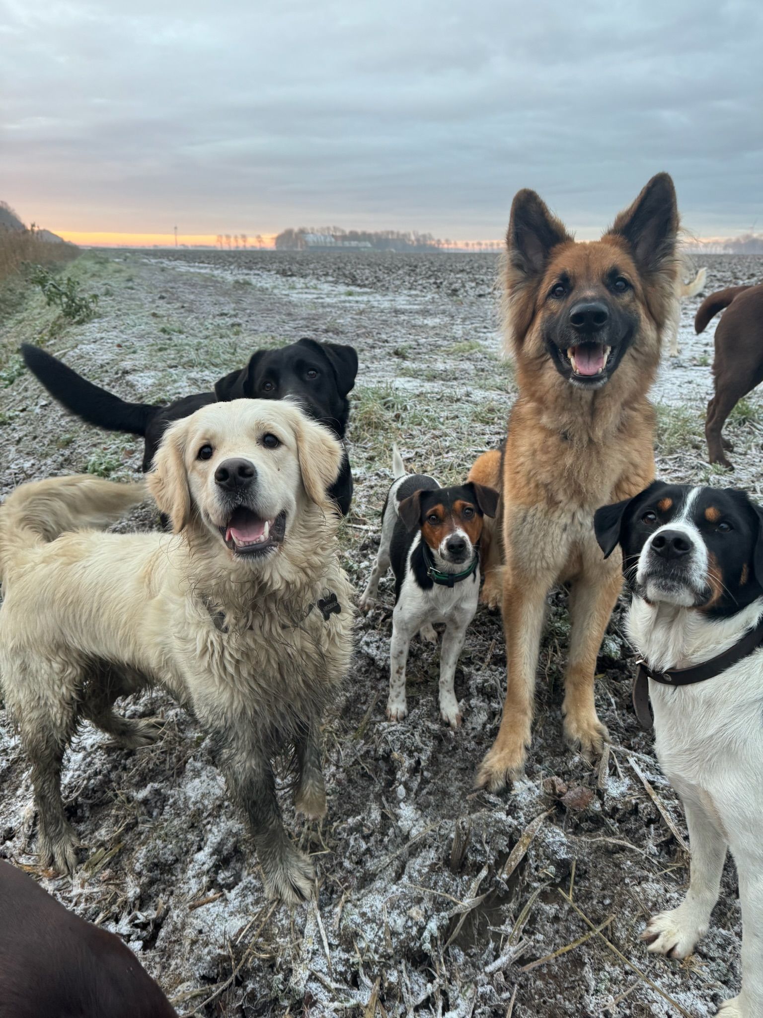 Group of dogs in a muddy field. Golden retriever, black lab, Jack Russell, German shepherd, and others look at the camera.