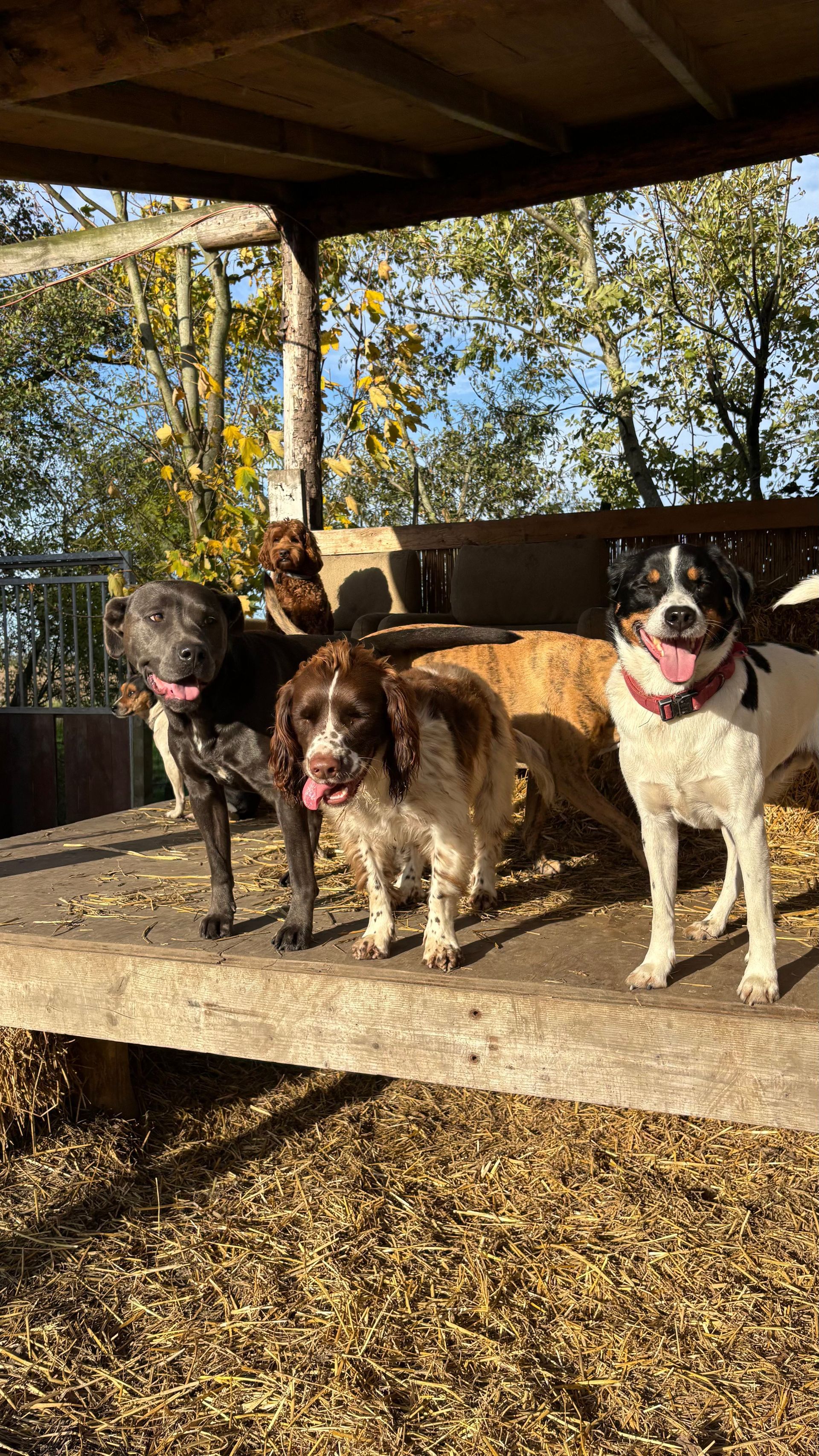 Five dogs standing in a row, under a wooden shelter, all looking at the camera.