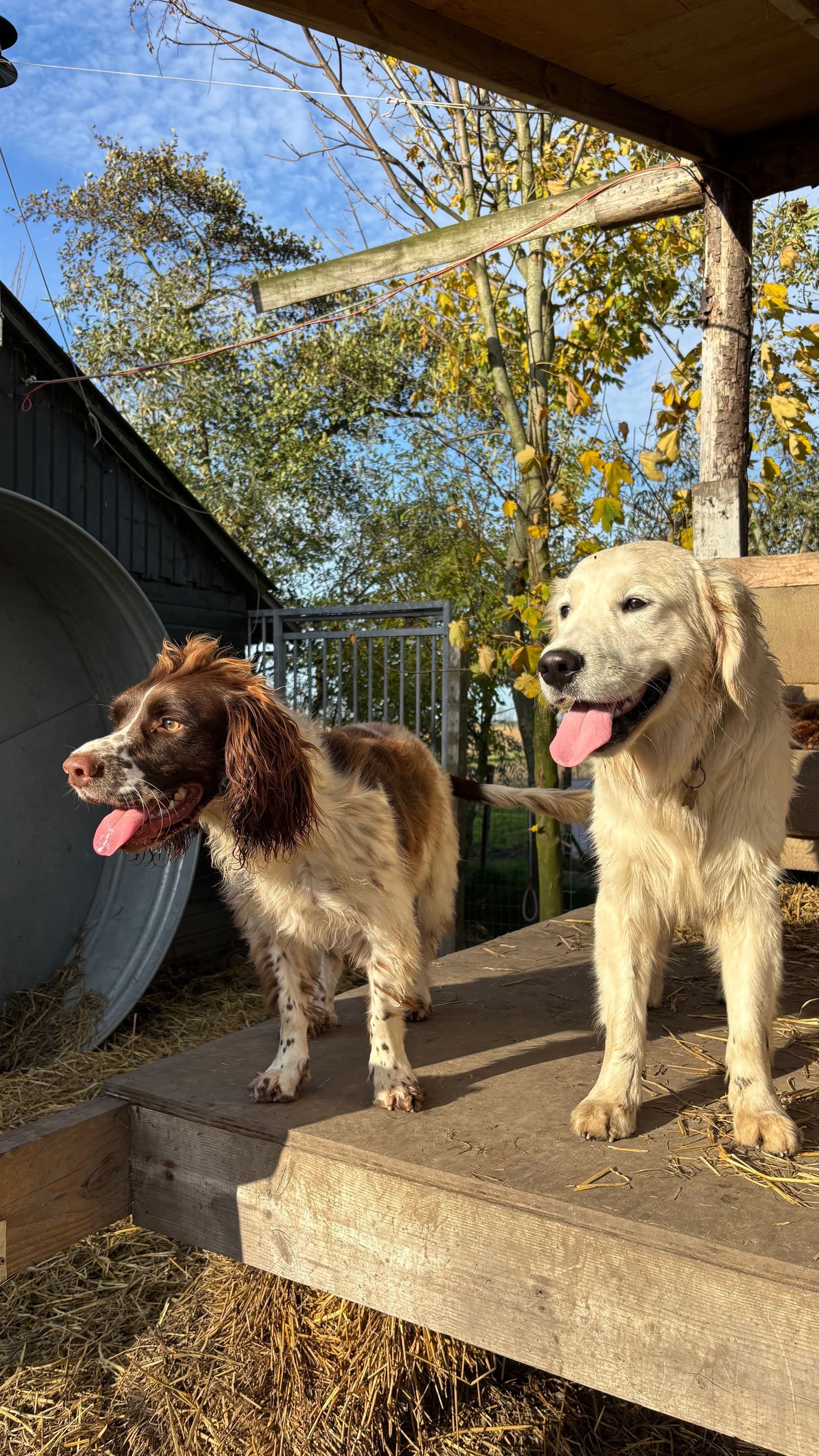 Two dogs with tongues out stand on a concrete step outside. One is brown and white, the other is cream-colored.