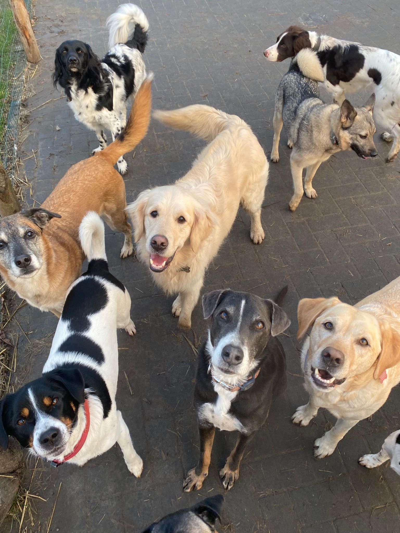A group of dogs looking up at the camera.