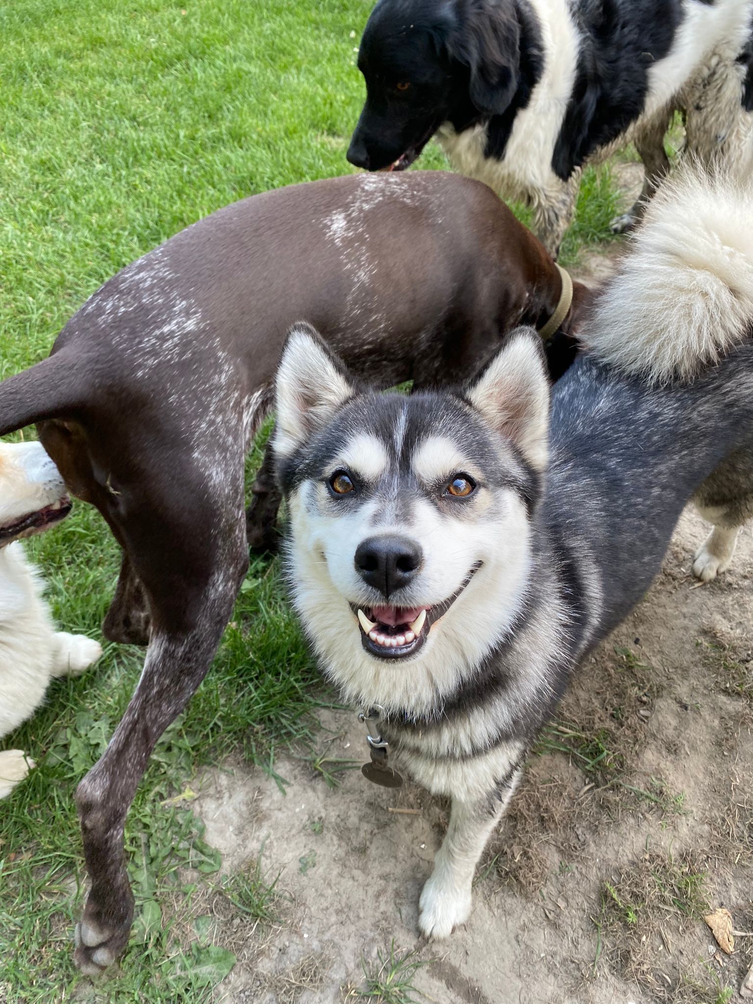 Smiling husky dog among other dogs in a grassy area, all with white powder on their fur.