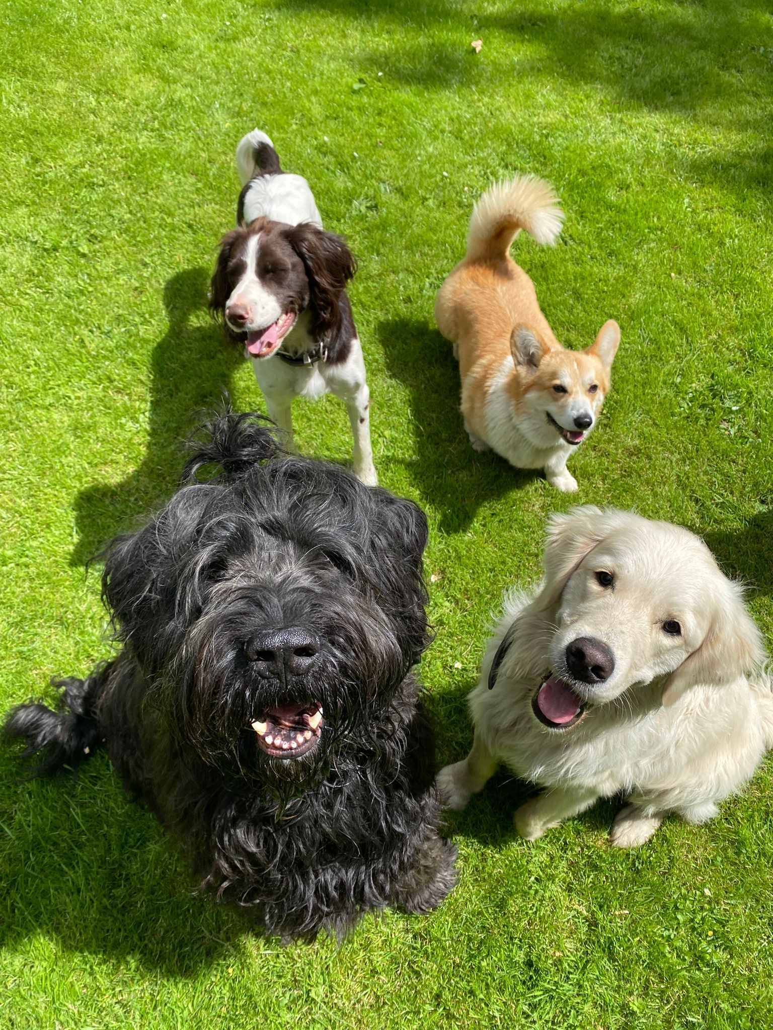 Four smiling dogs on green grass: a black shaggy dog, a golden retriever, a corgi, and a Springer Spaniel.