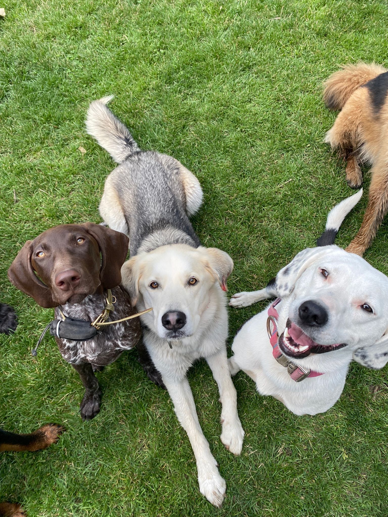 Three dogs looking up at camera on a green lawn: brown, white, and a mix of grey and white.
