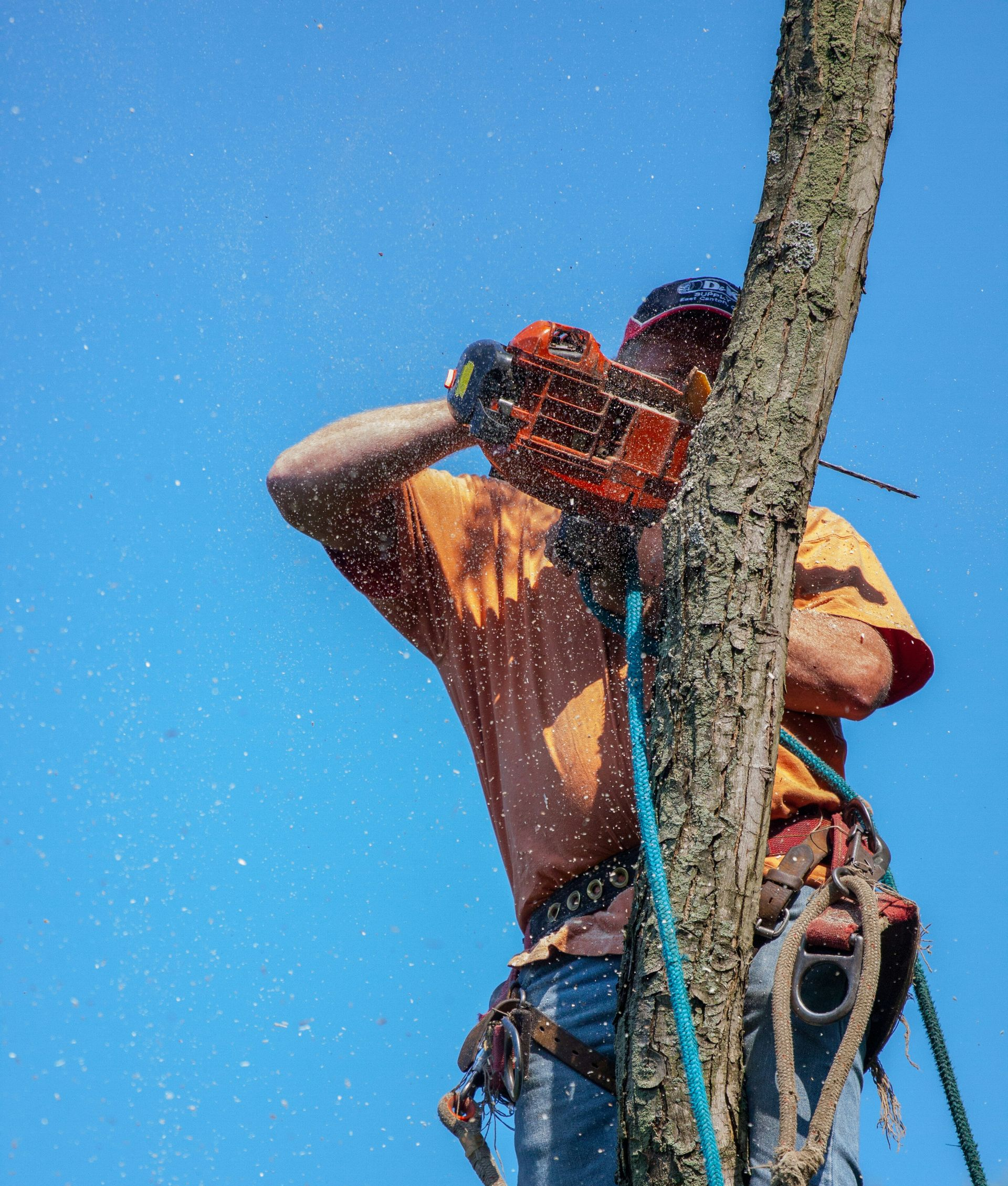 An arborist in a yellow shirt uses a chainsaw to cut a tall tree trunk against a clear blue sky.