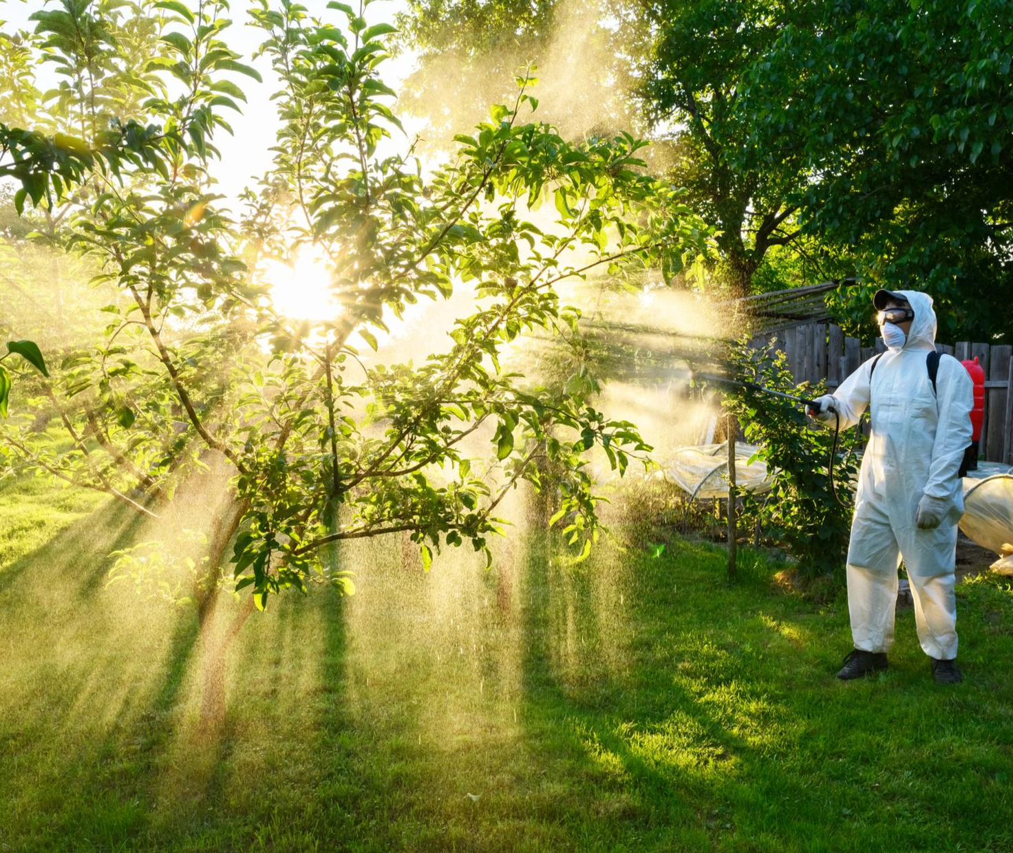 Una persona con traje protector rocía pesticida en un huerto iluminado por el sol.