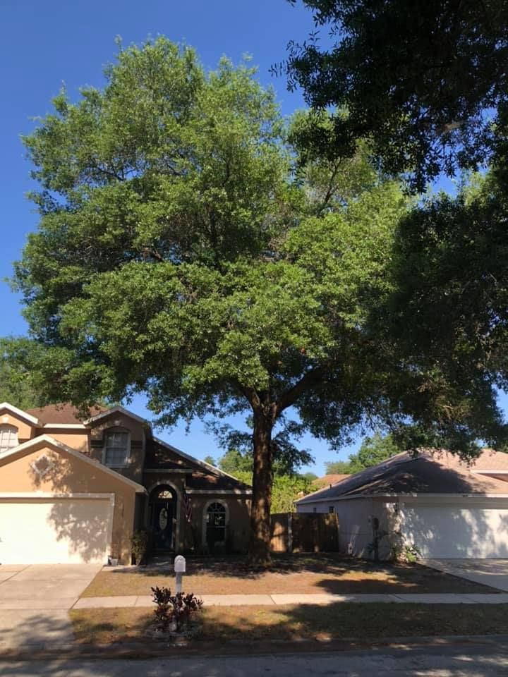 A large tree is in front of a house in a residential area.