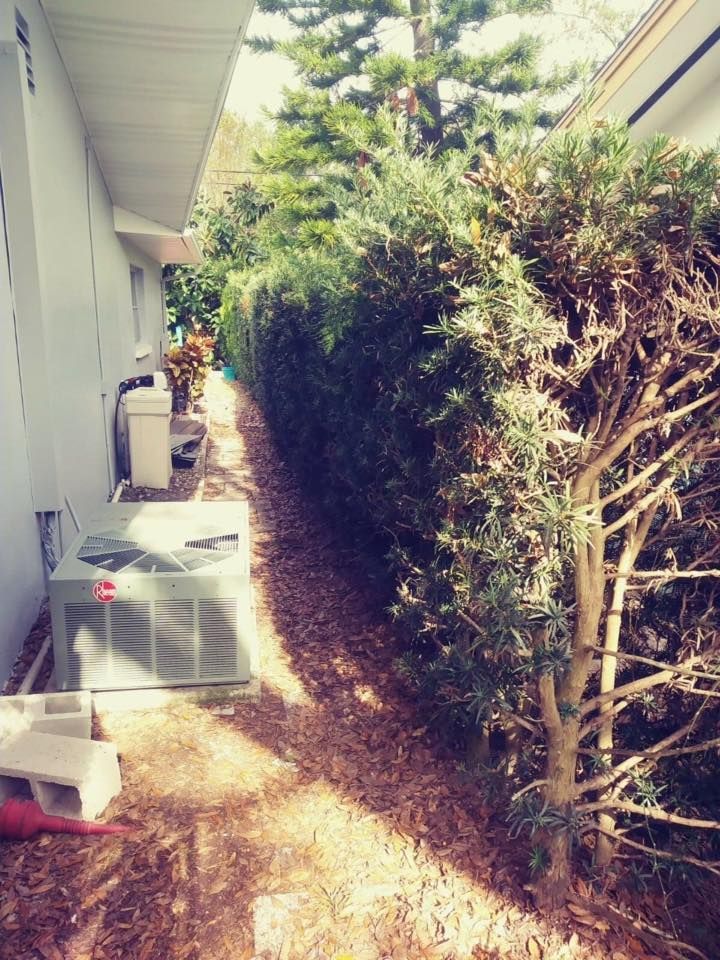 A row of trees along the side of a house
