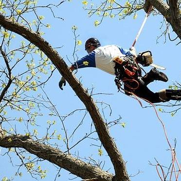 Brown's tree care worker in tree