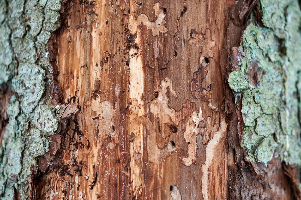 Pine beetle trails on tree