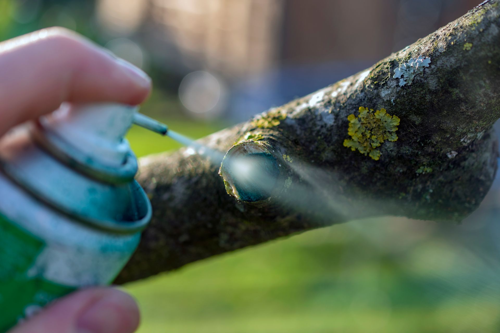 Person using a spray to seal the cut part of a tree