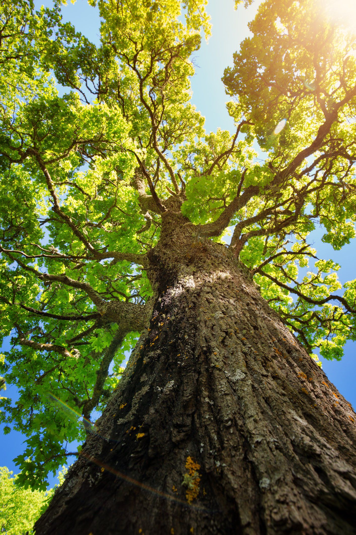 Picture of tree from below