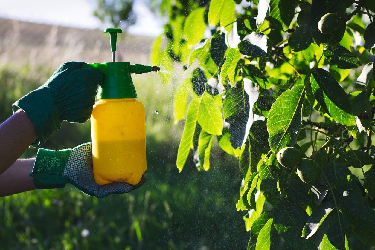 Person spraying trees to help prevent tree disease