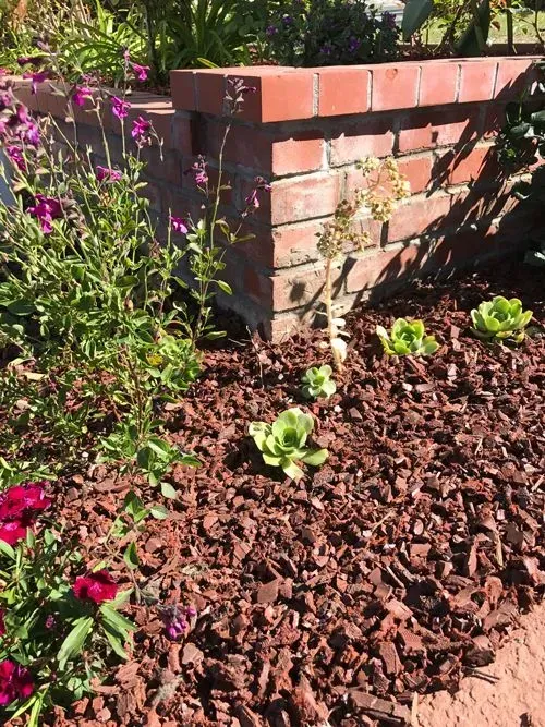 Brick retaining wall with blooming plants and green succulents in brown mulch.
