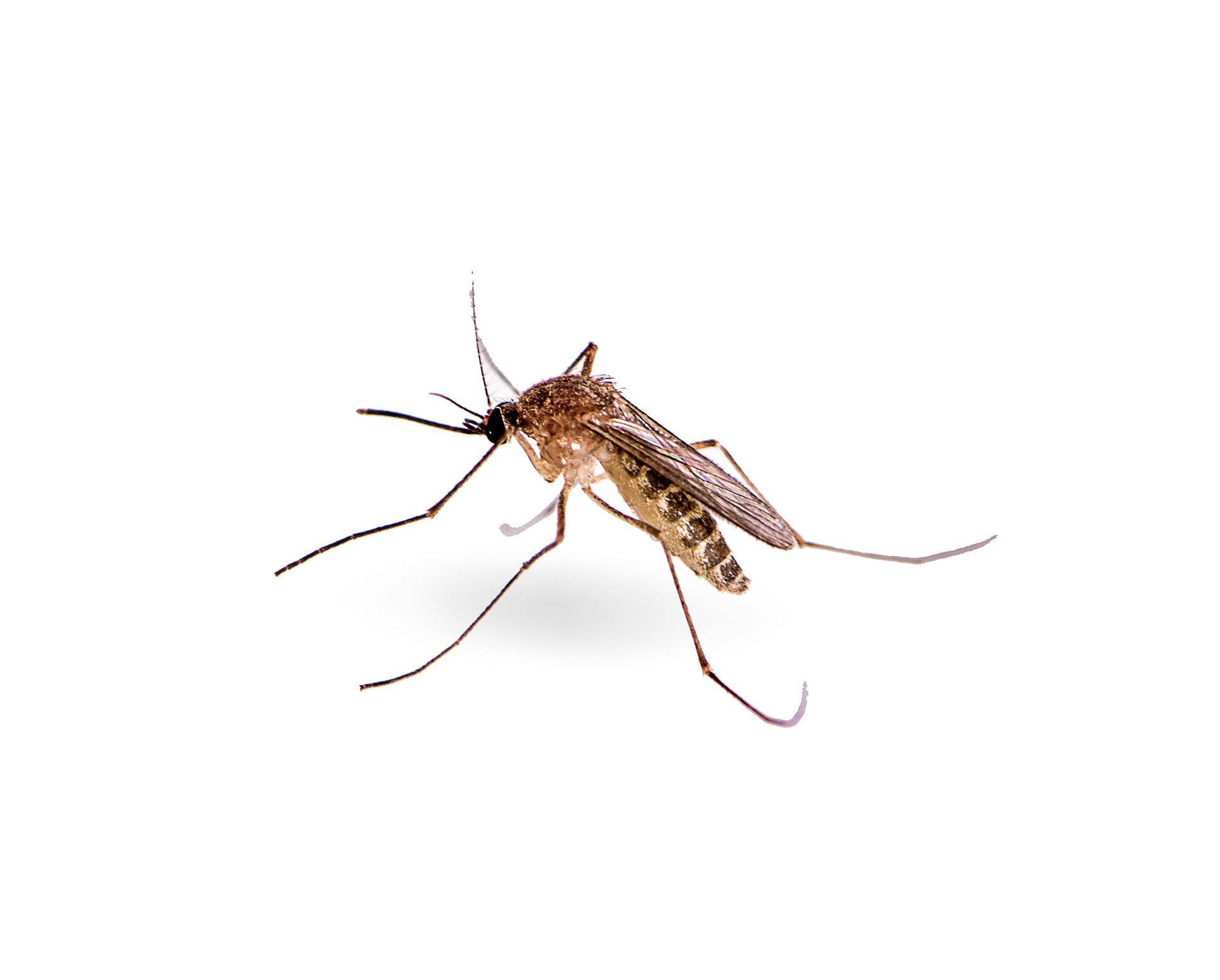 A close up of a mosquito on a white background.