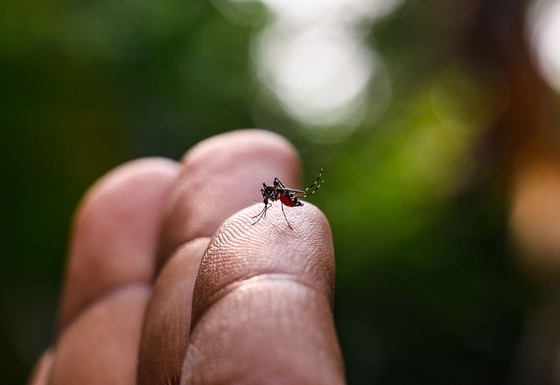 A person is holding a mosquito on their finger.