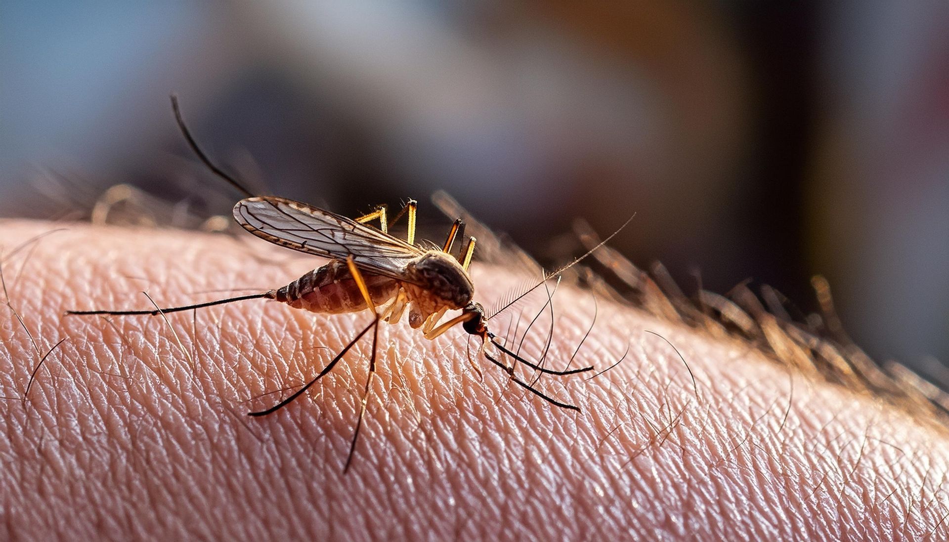 A mosquito is biting a person 's arm.