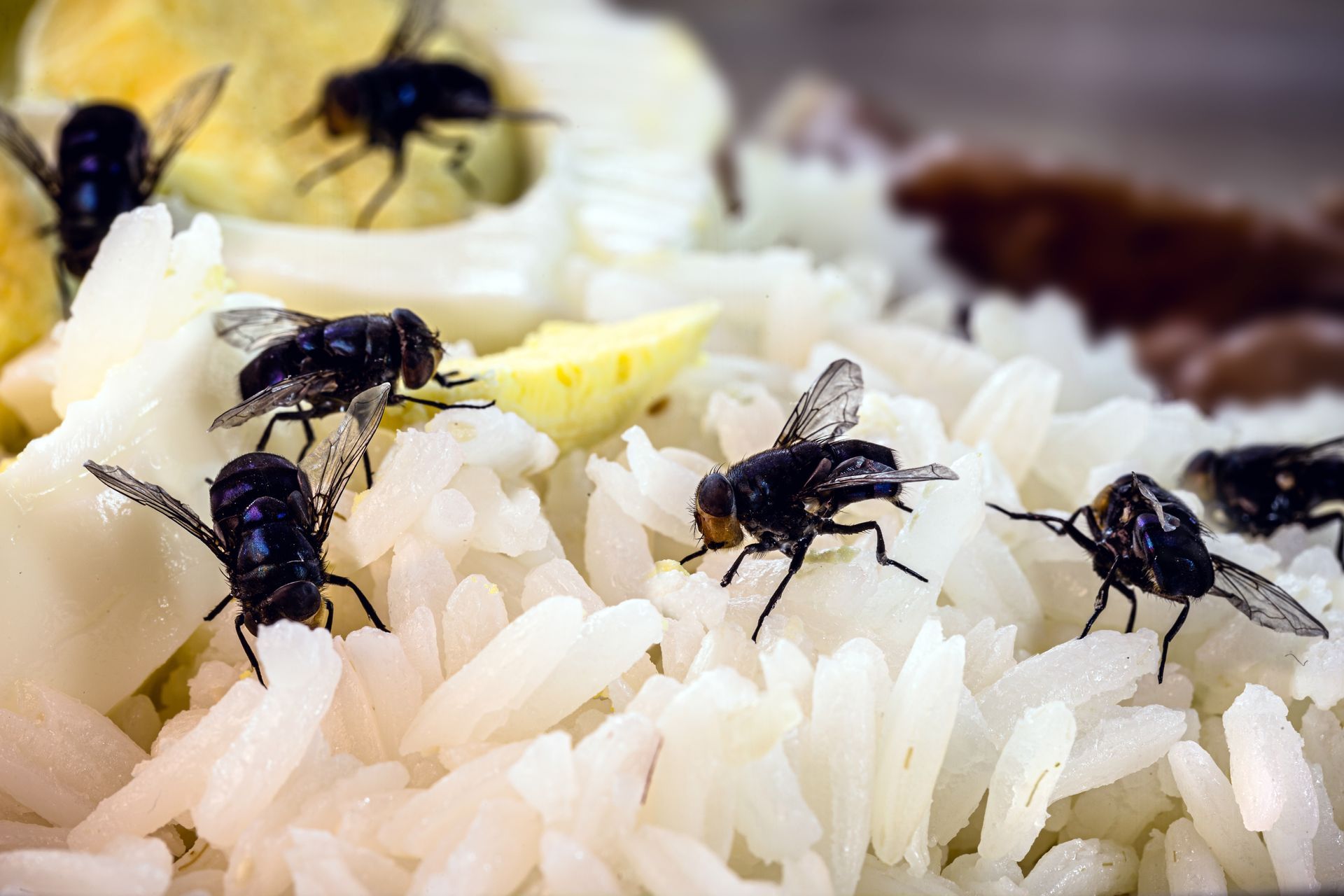 A bunch of flies are sitting on top of a pile of rice.