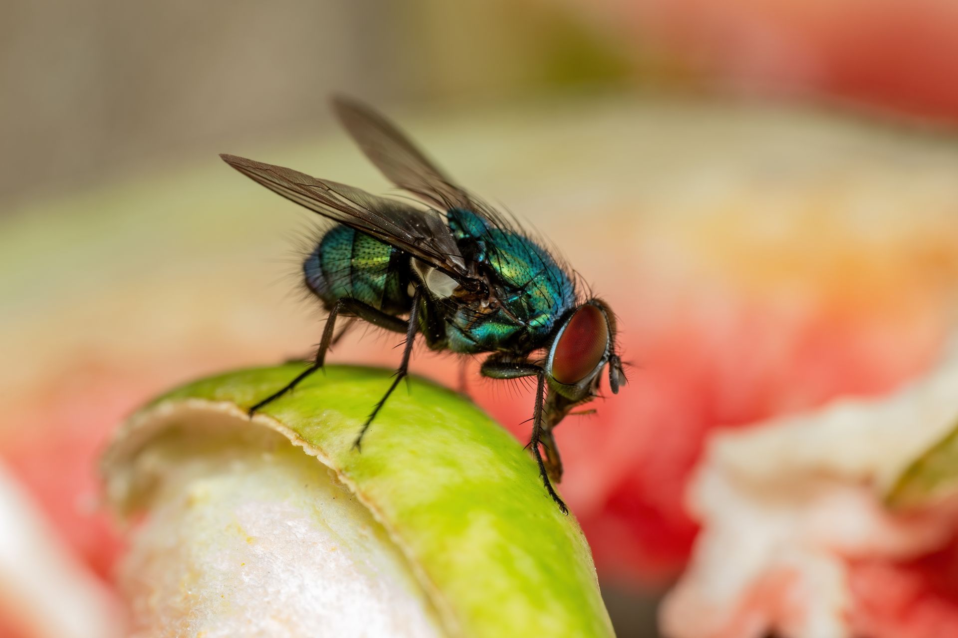 A green fly is sitting on a green leaf.