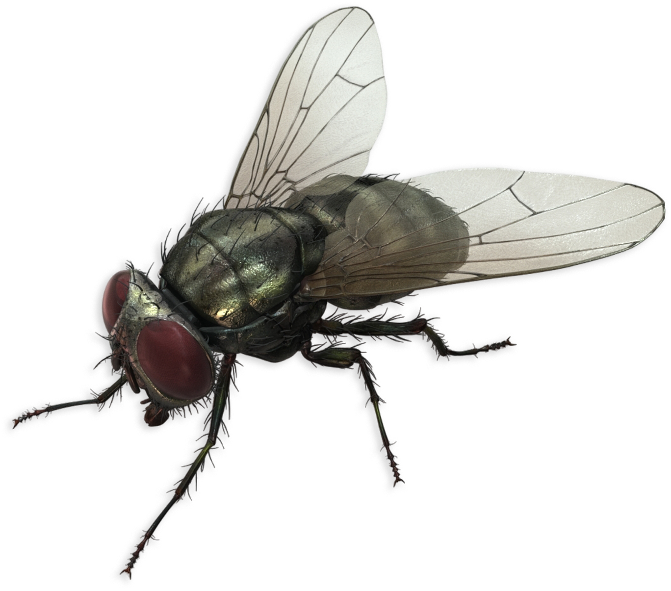 A close up of a fly on a white background