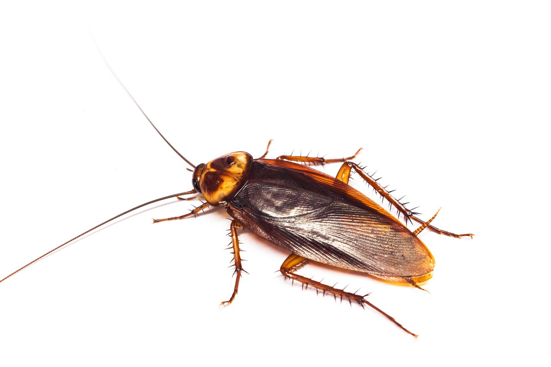 A cockroach is crawling on a white surface.